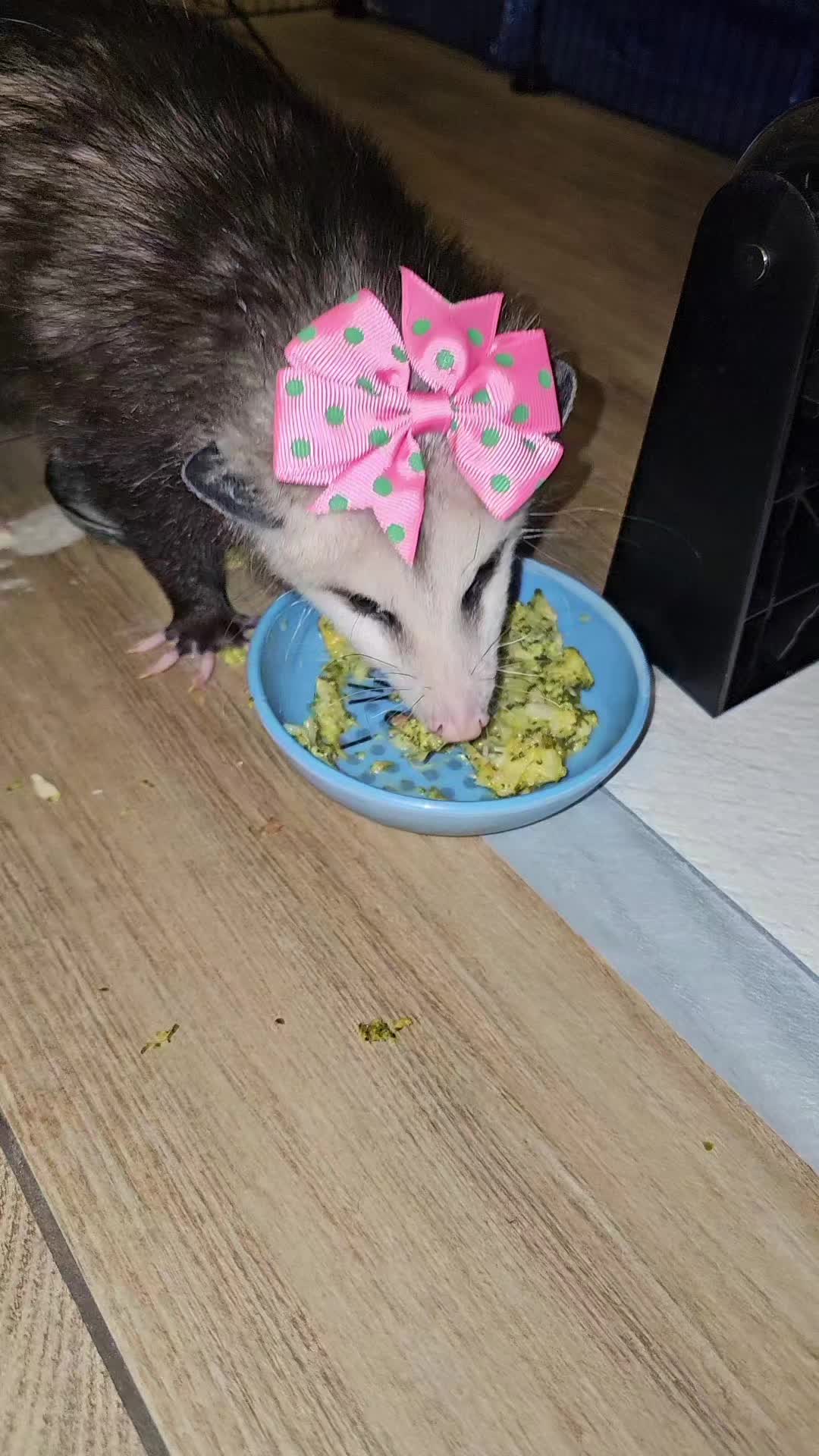 @OPOSSUMDAWGMOM