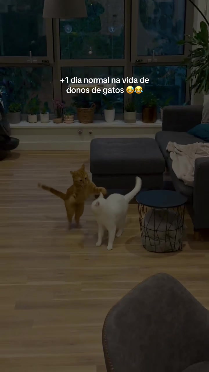 @Alice Luz De Souza