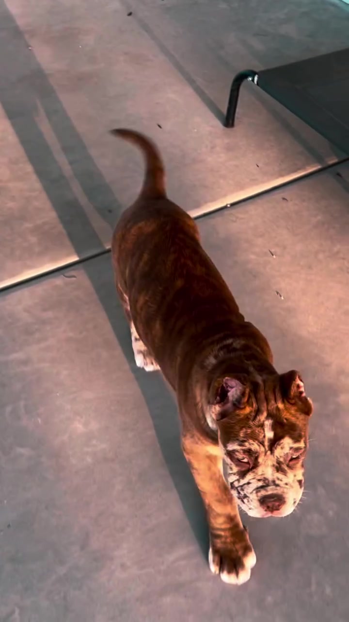 @Andrew cane corso