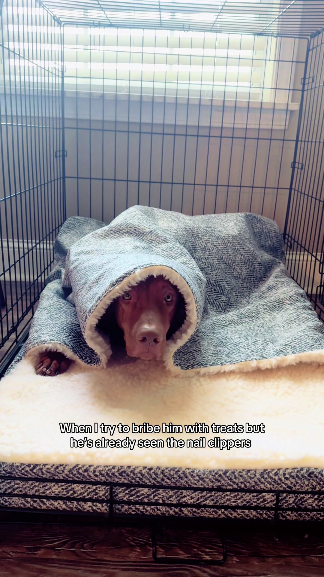 @Tycho the vizsla