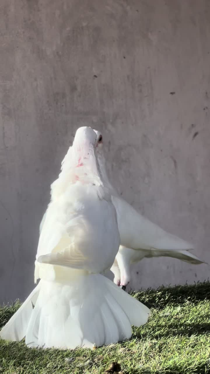@DAME CISS🕊️🇸🇳