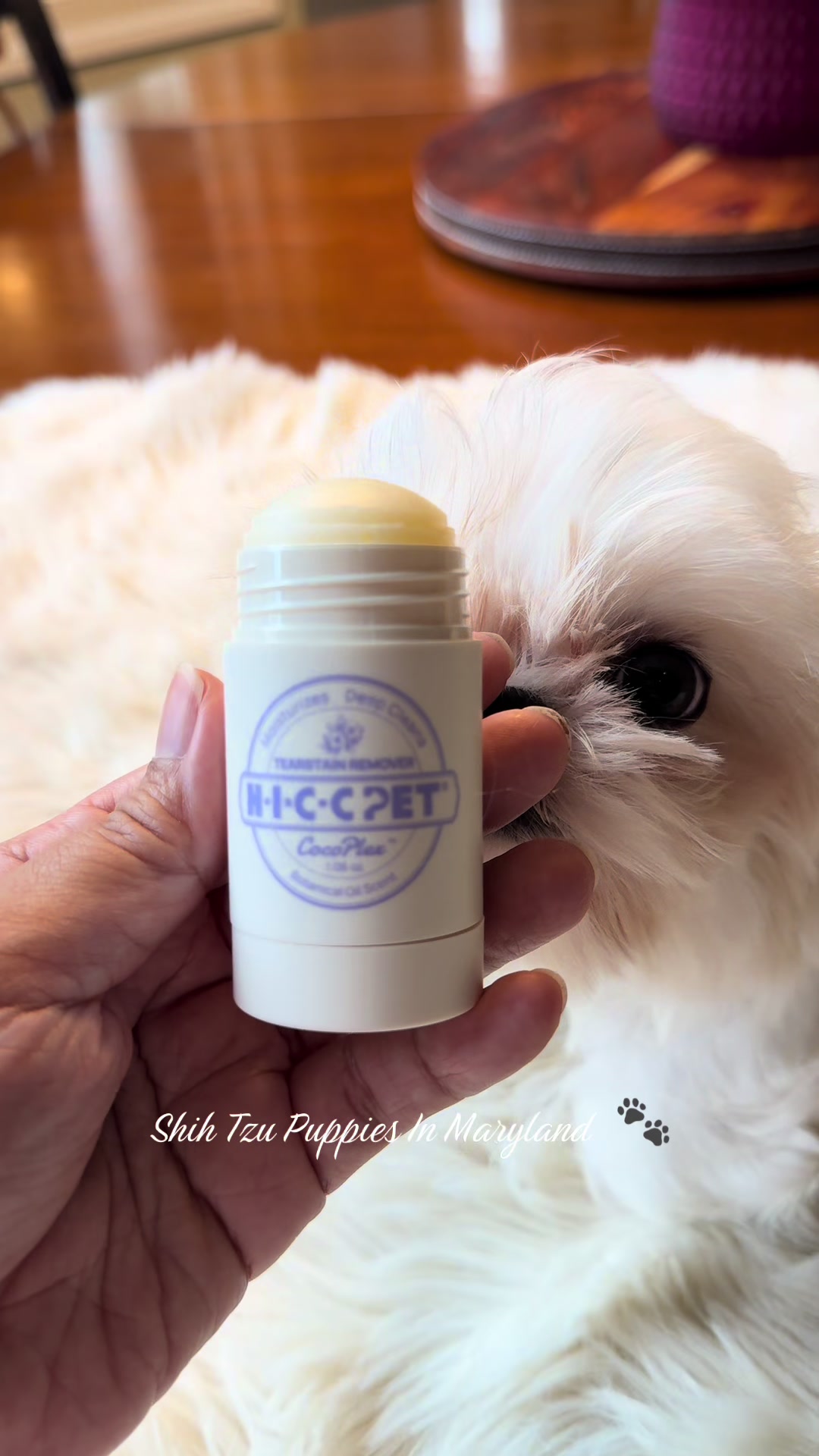 @Shih Tzu Puppies in Maryland
