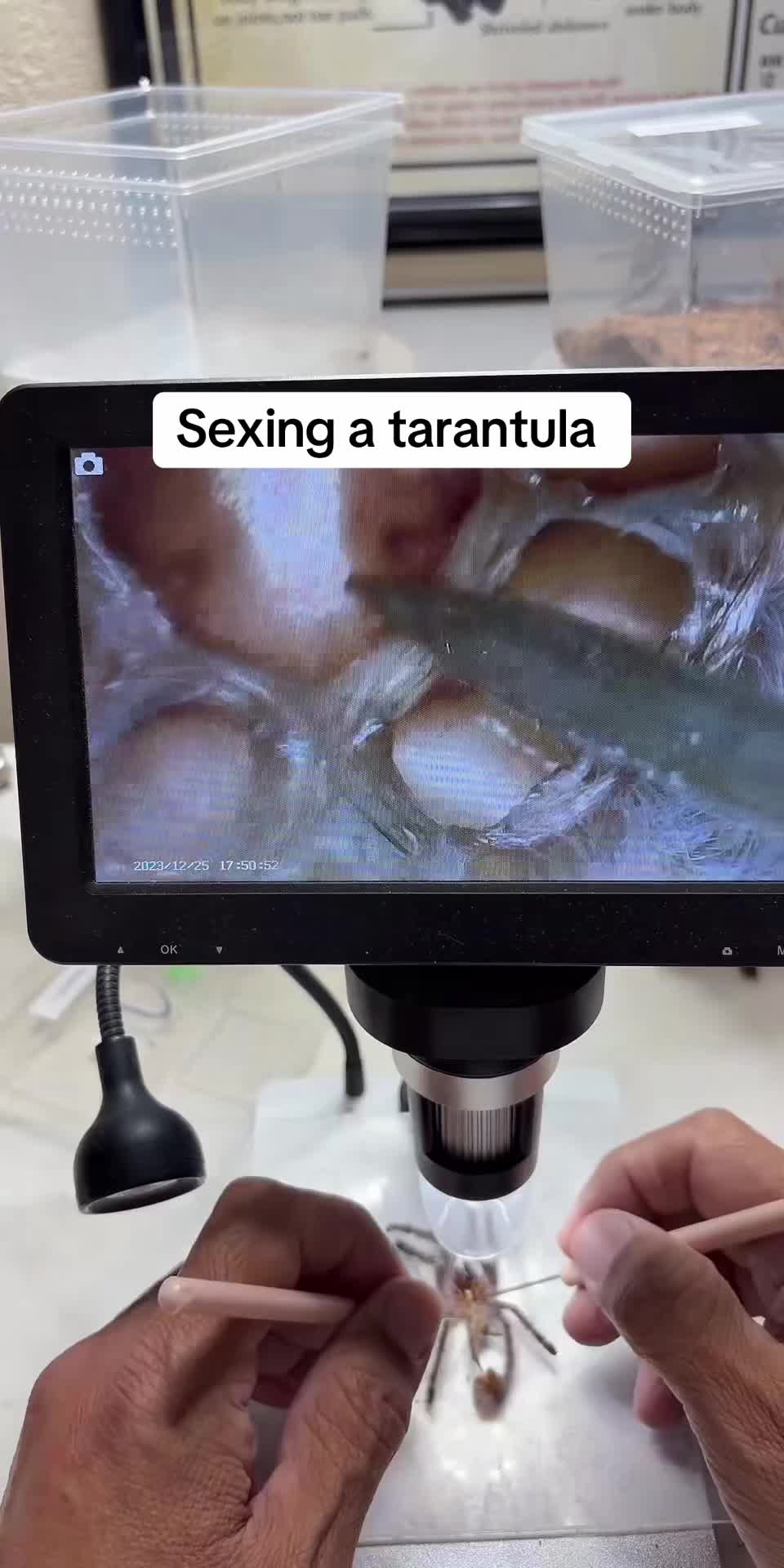 @Franksbuggin611