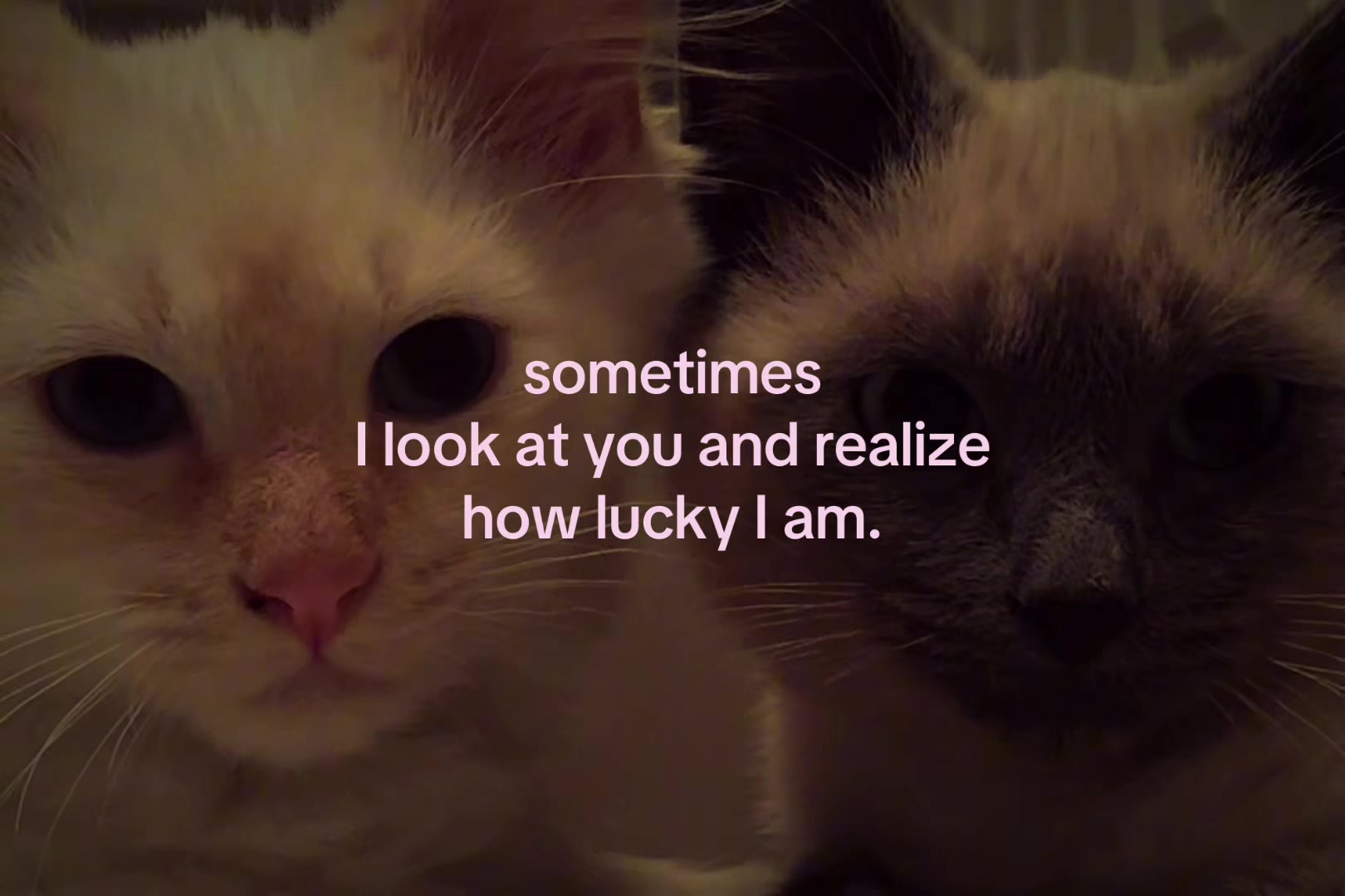@sxalenz