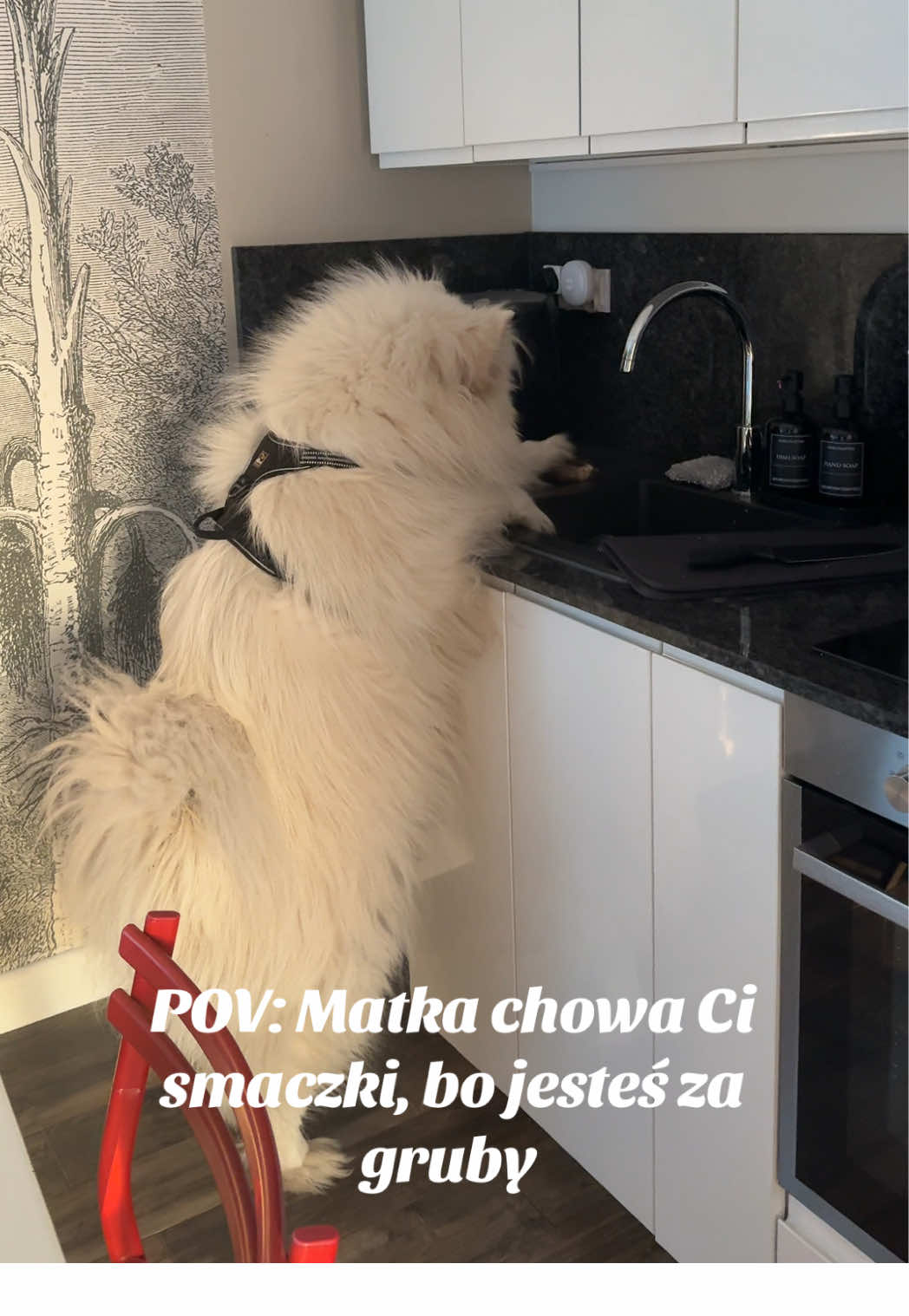 @Samoyed.Kokos