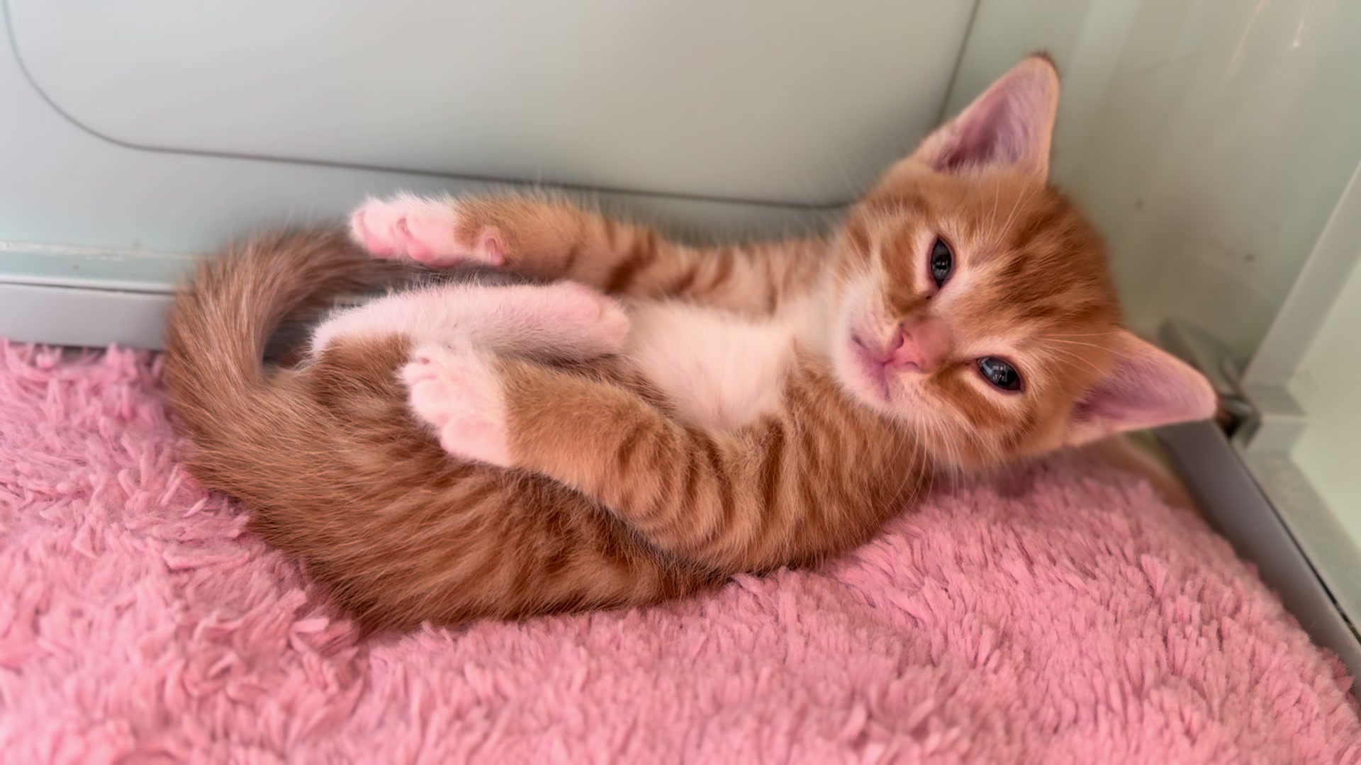 @Gatos todos os dias