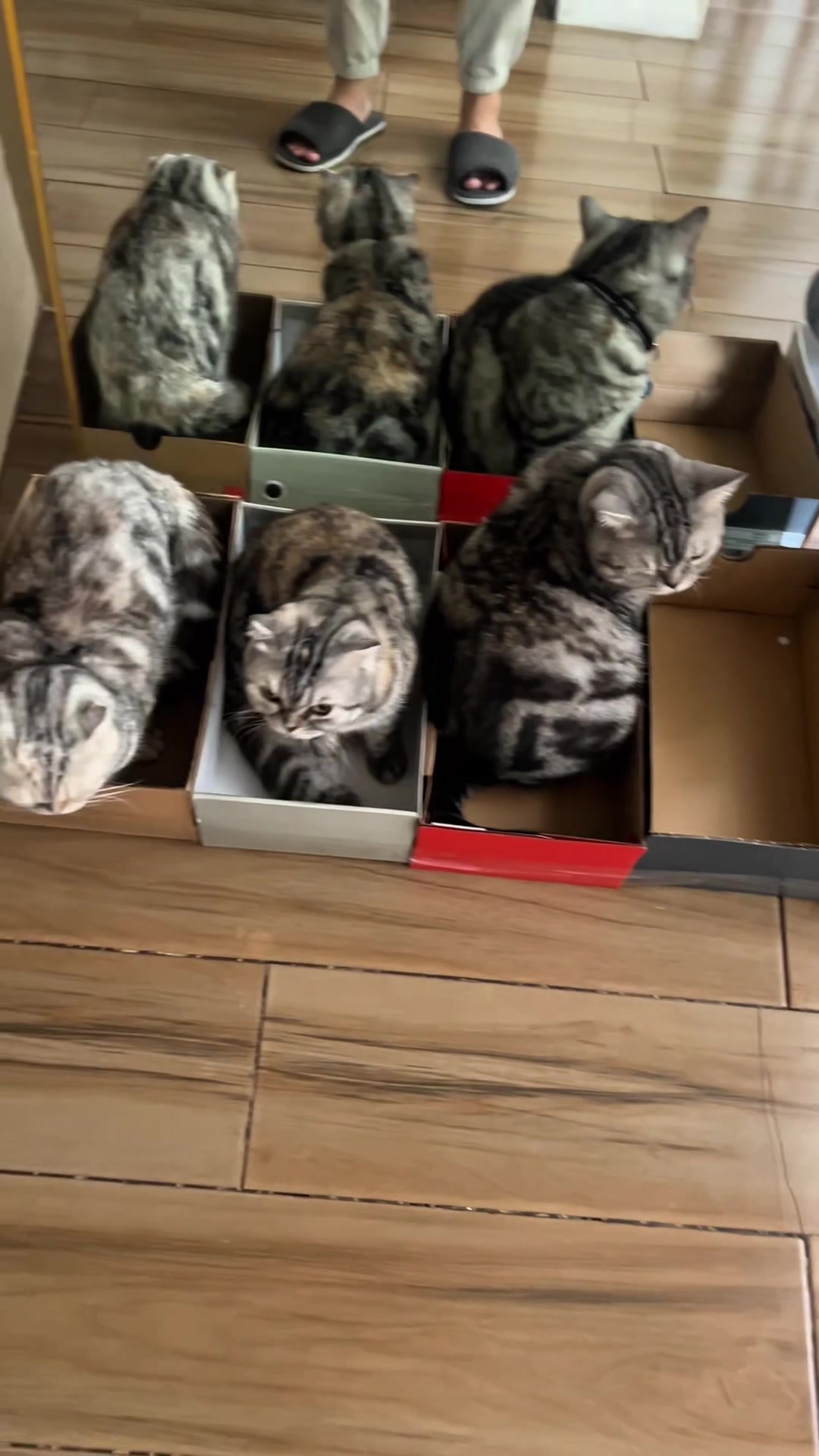 @BecauseCats