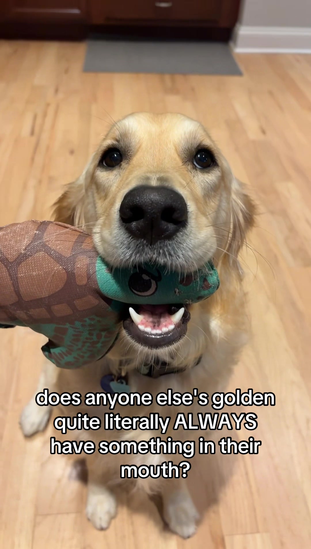 @thatweirdanimalgirl