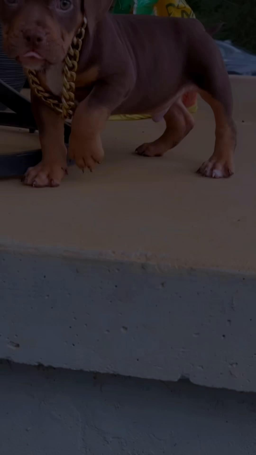 @gardnerkennel08