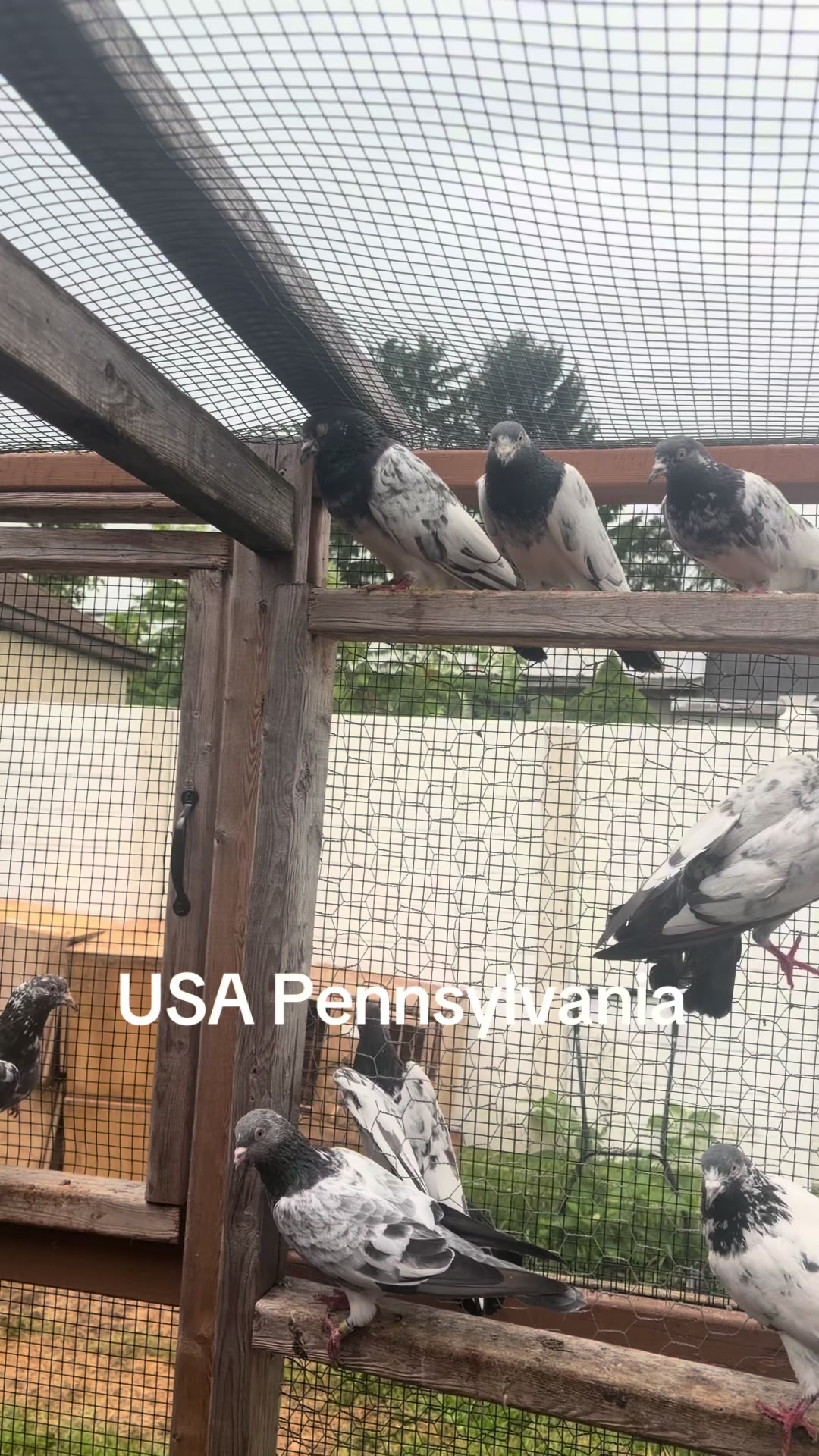 @USA 🇺🇸 Pakistani pigeon club