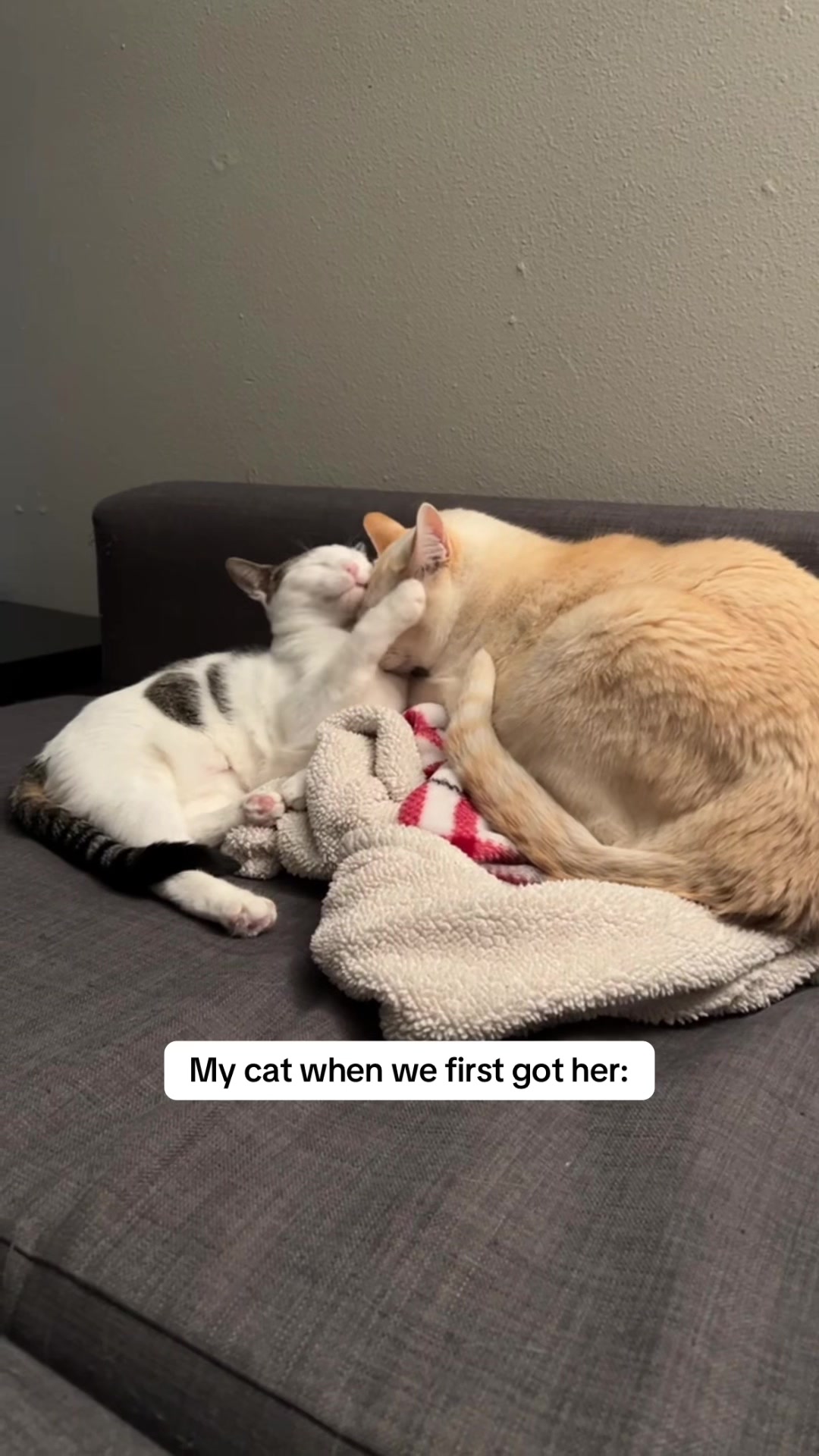 @Angel the Cat Mom