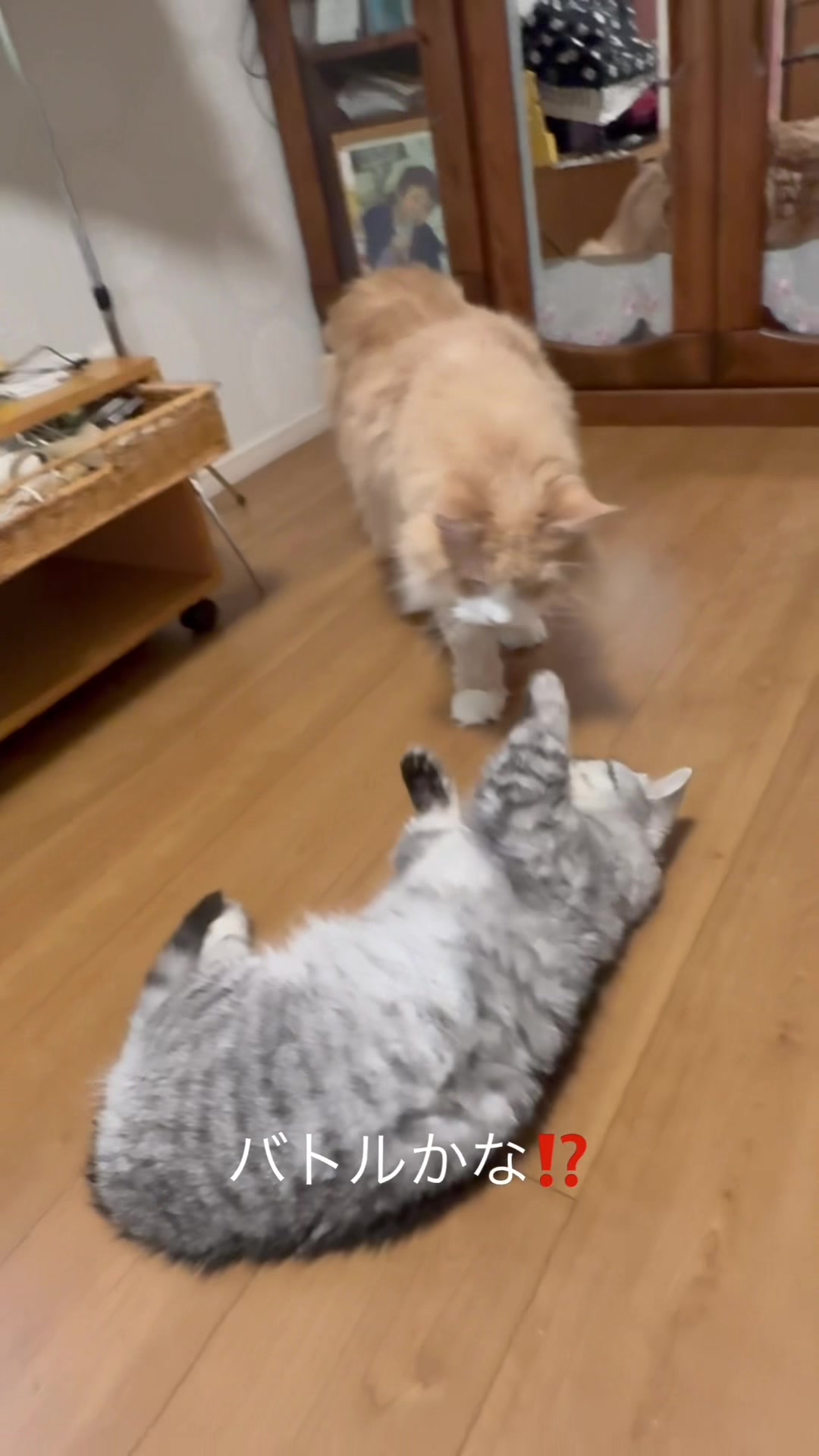 @大福兄弟😽