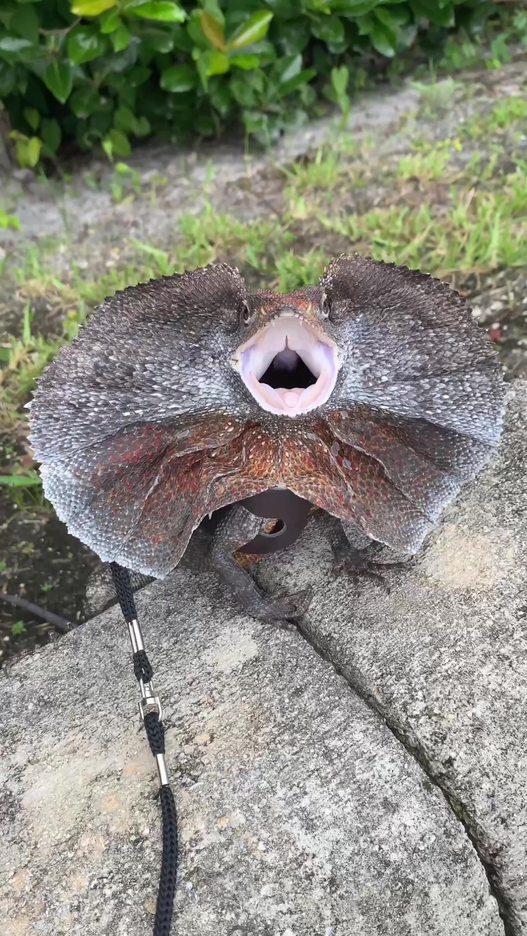 @Tommys_reptiles