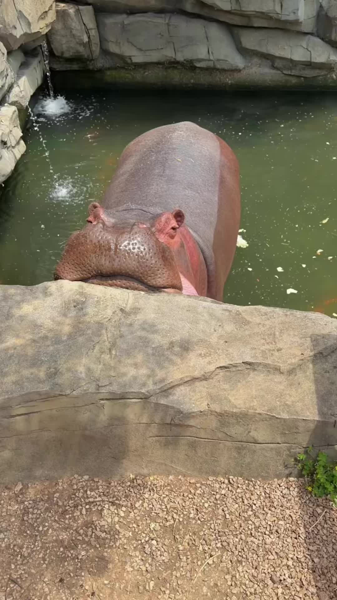 @Hippo