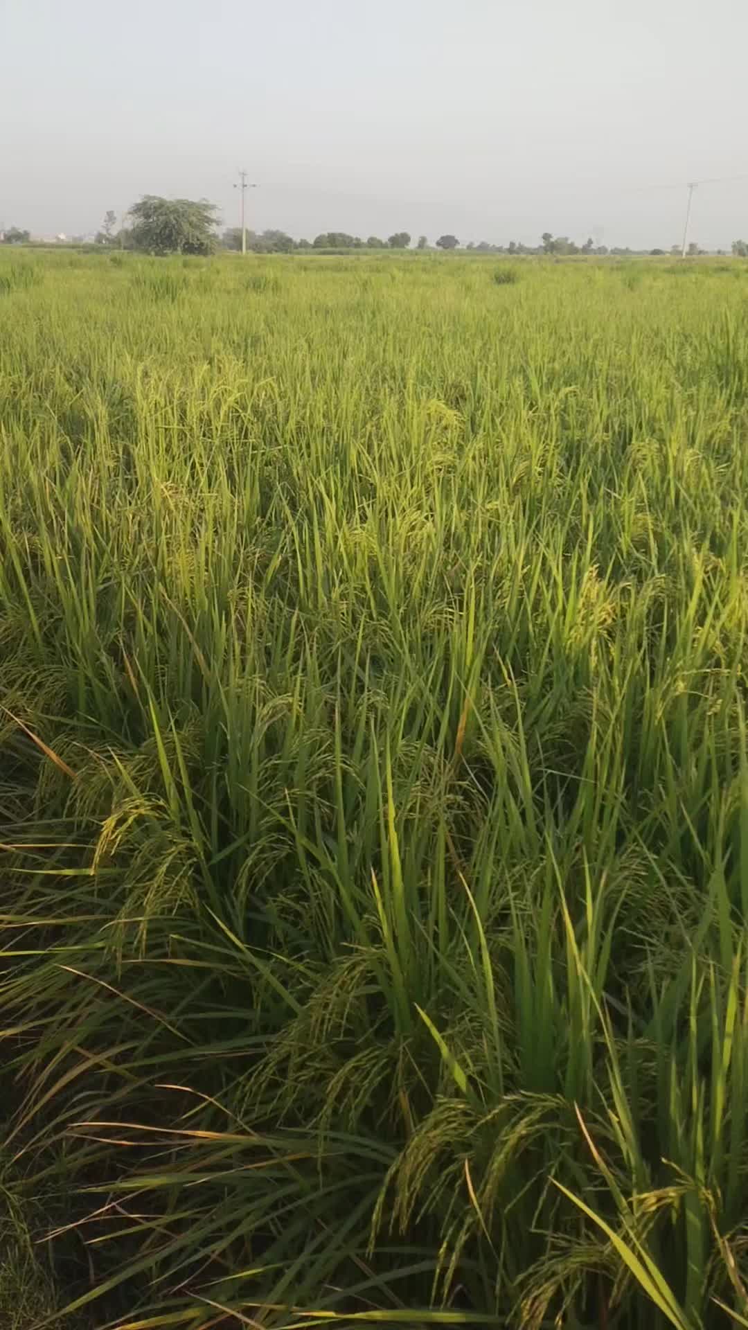 @ch.adnanaligujjar