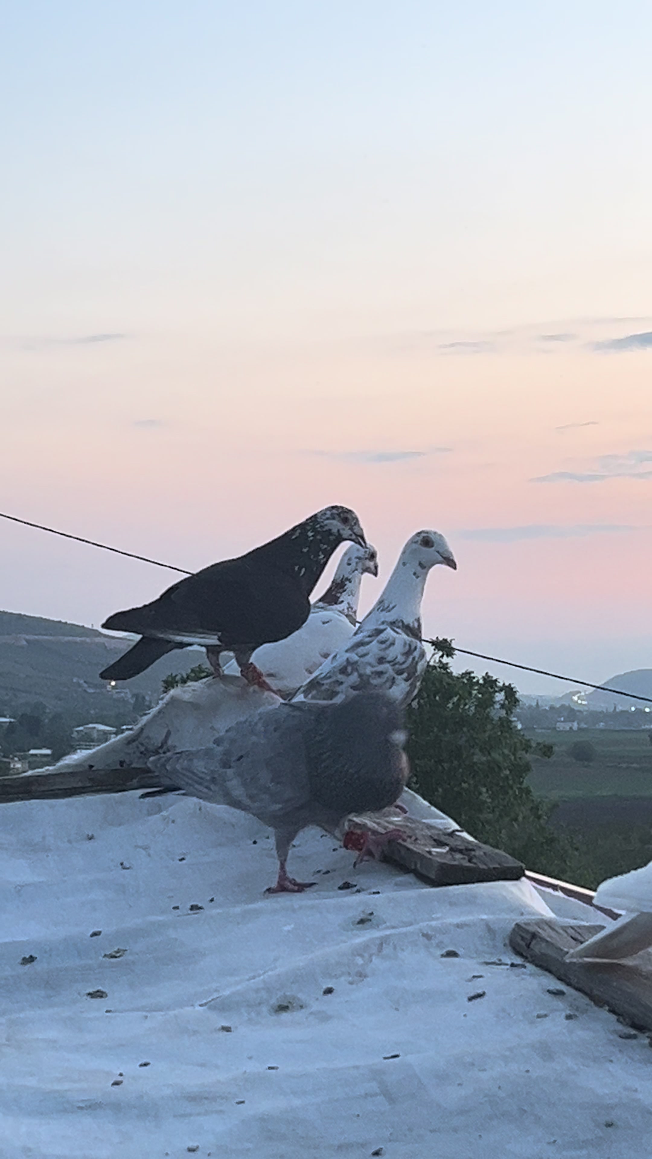 @başkoo♻️