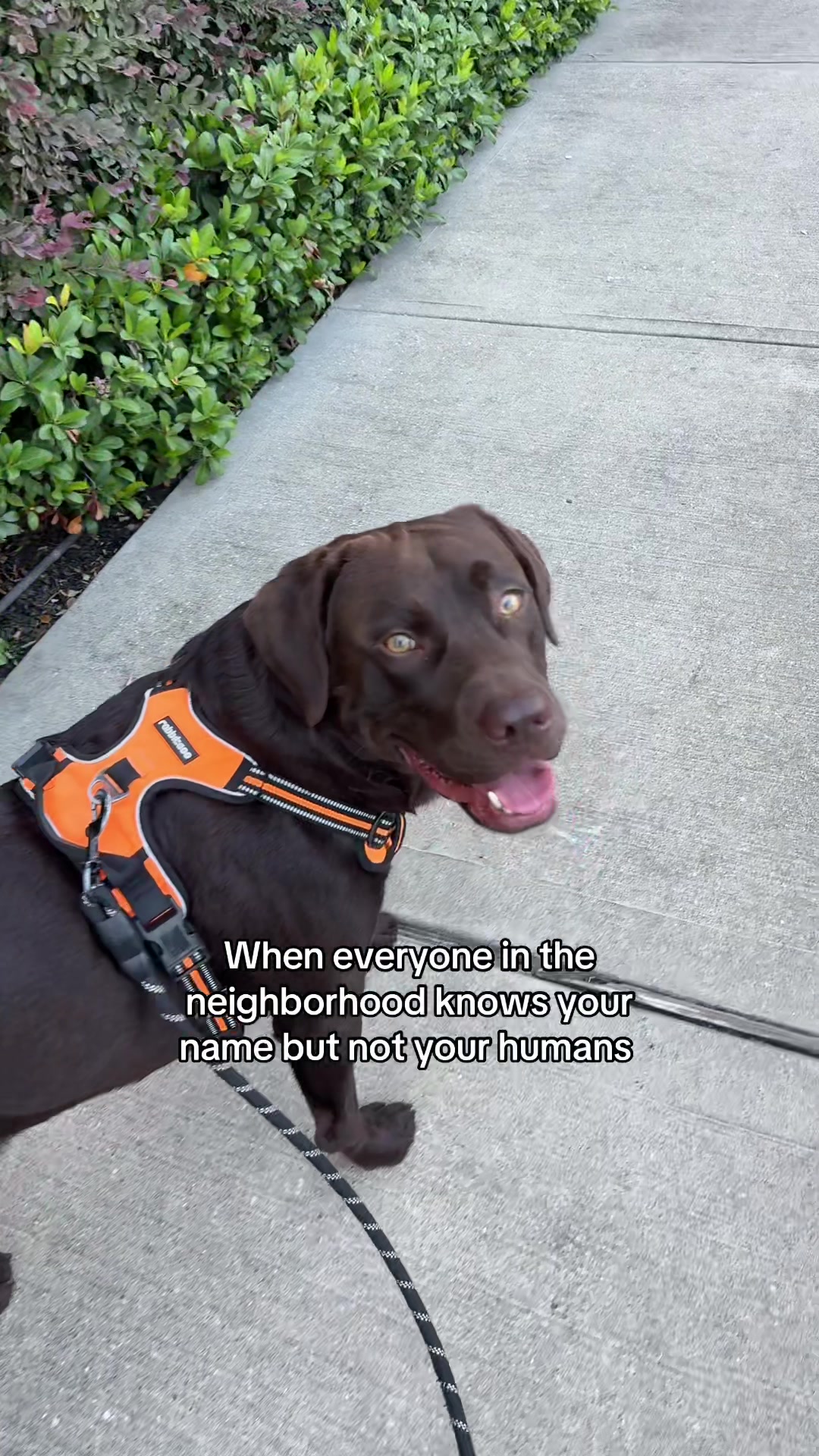@Bruno Chocolate Lab