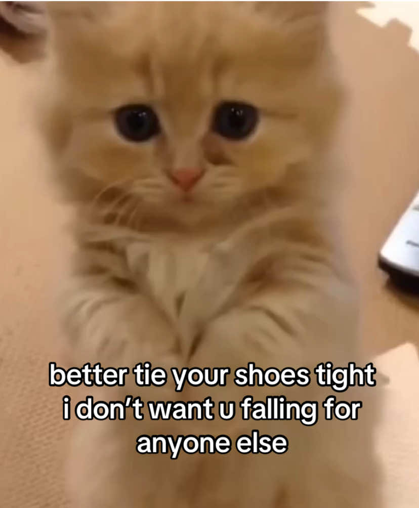 @the meow archive