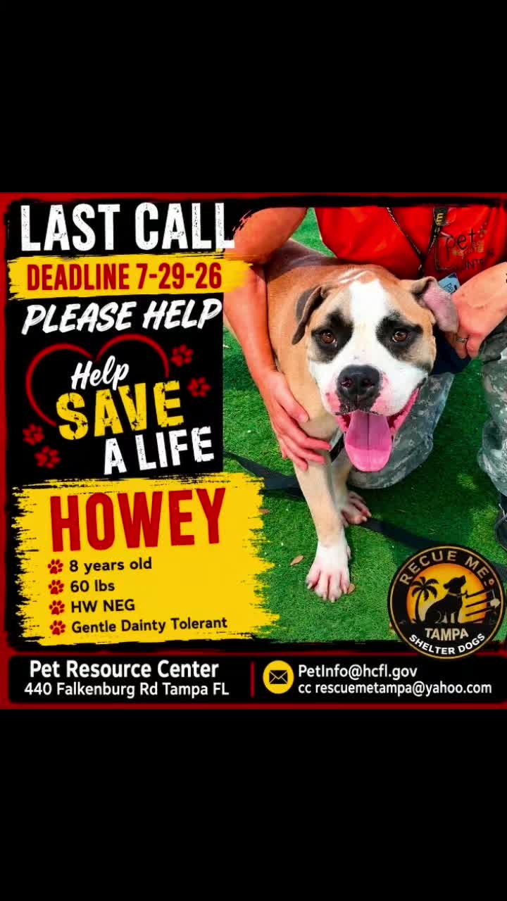 @RescueMeTampa-ShelterDogs