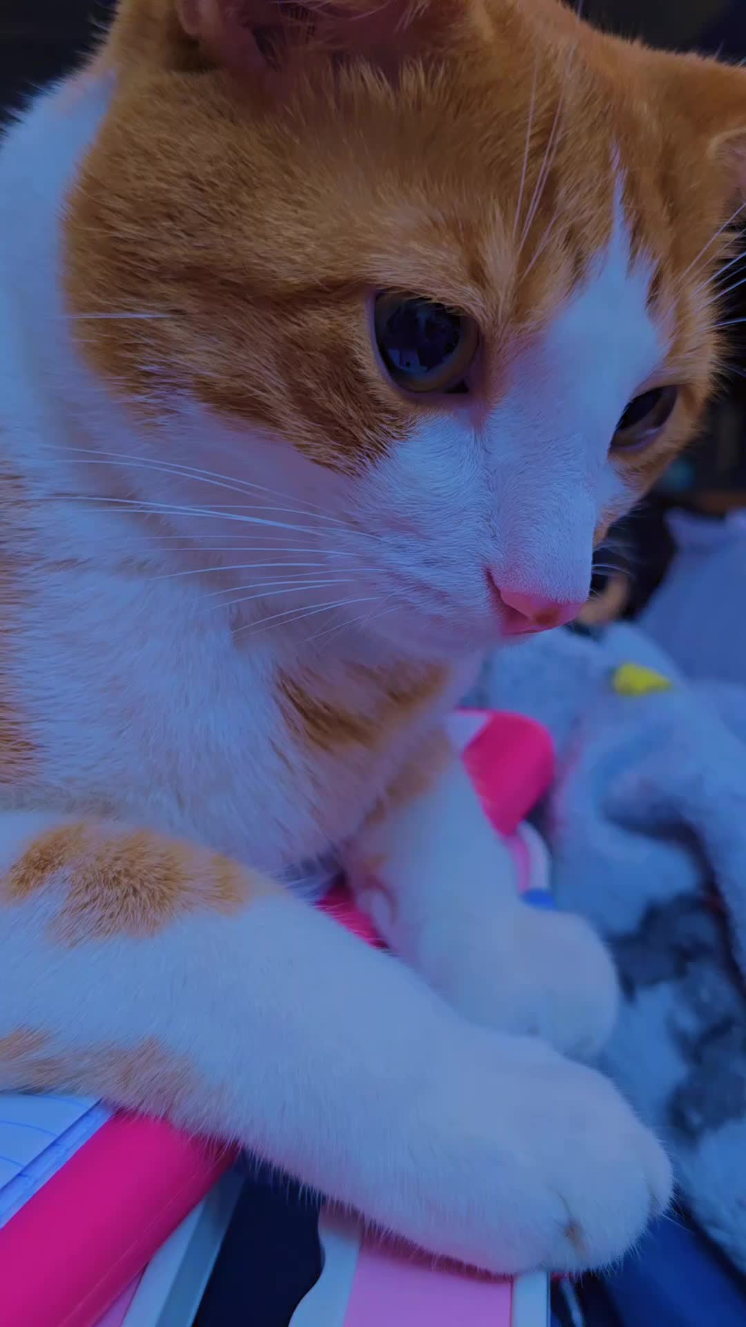 @SudzyDudz77♾️❤️🐱🌩💋