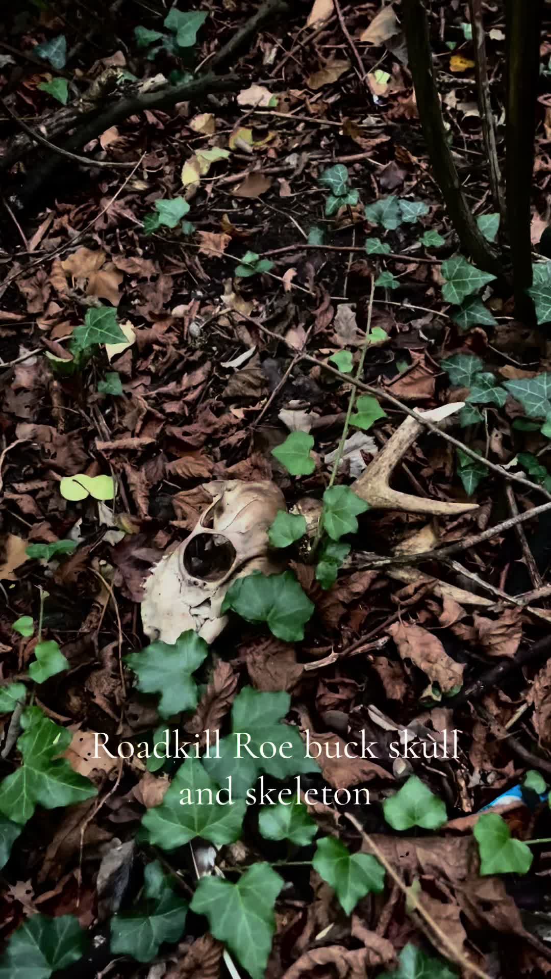 @dawnedskull