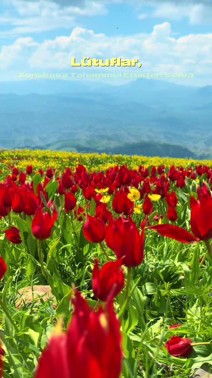 @akif.ozek