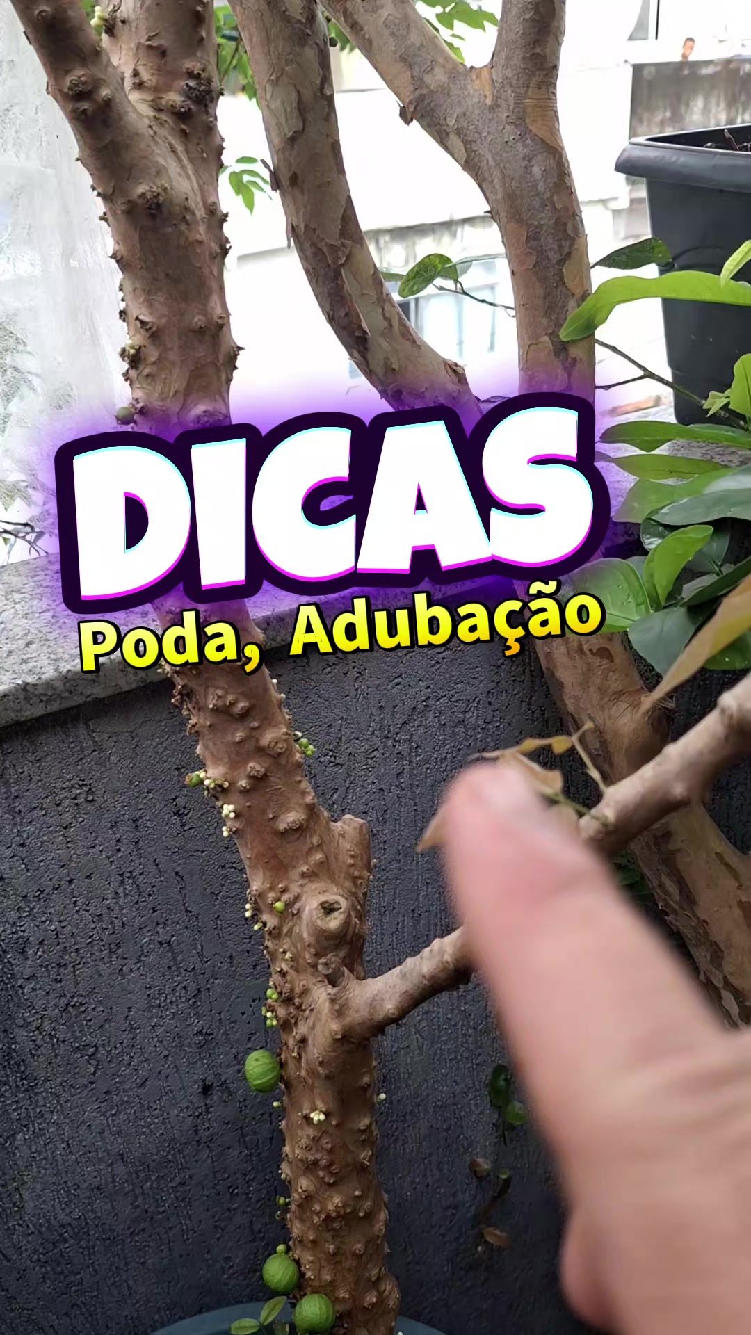 @ROÇA DO DRIM