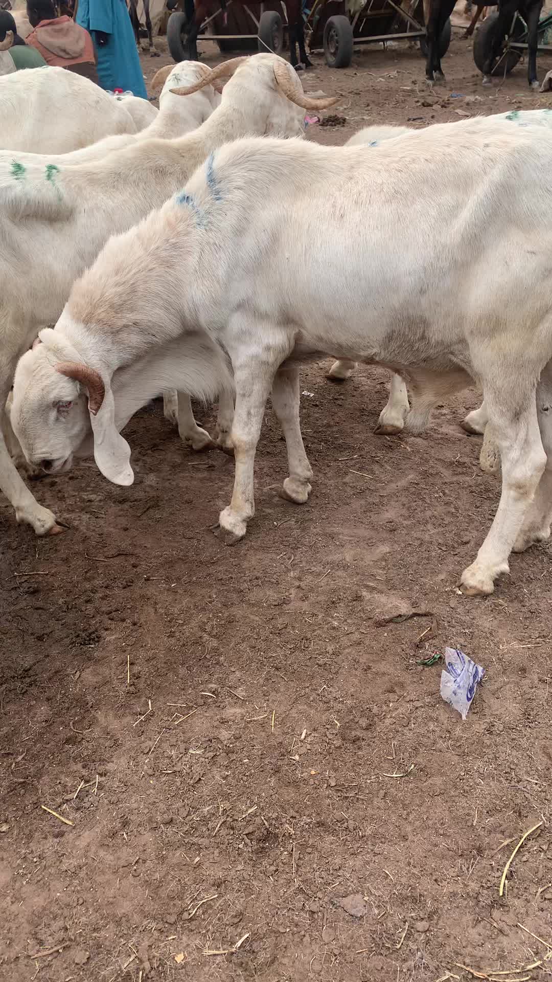 @Bergerie Soundiata Keita🐏🐑