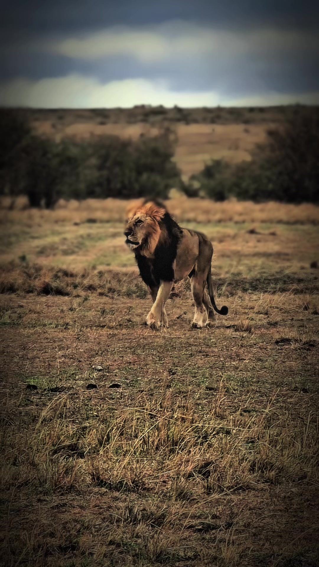 @lion_world5