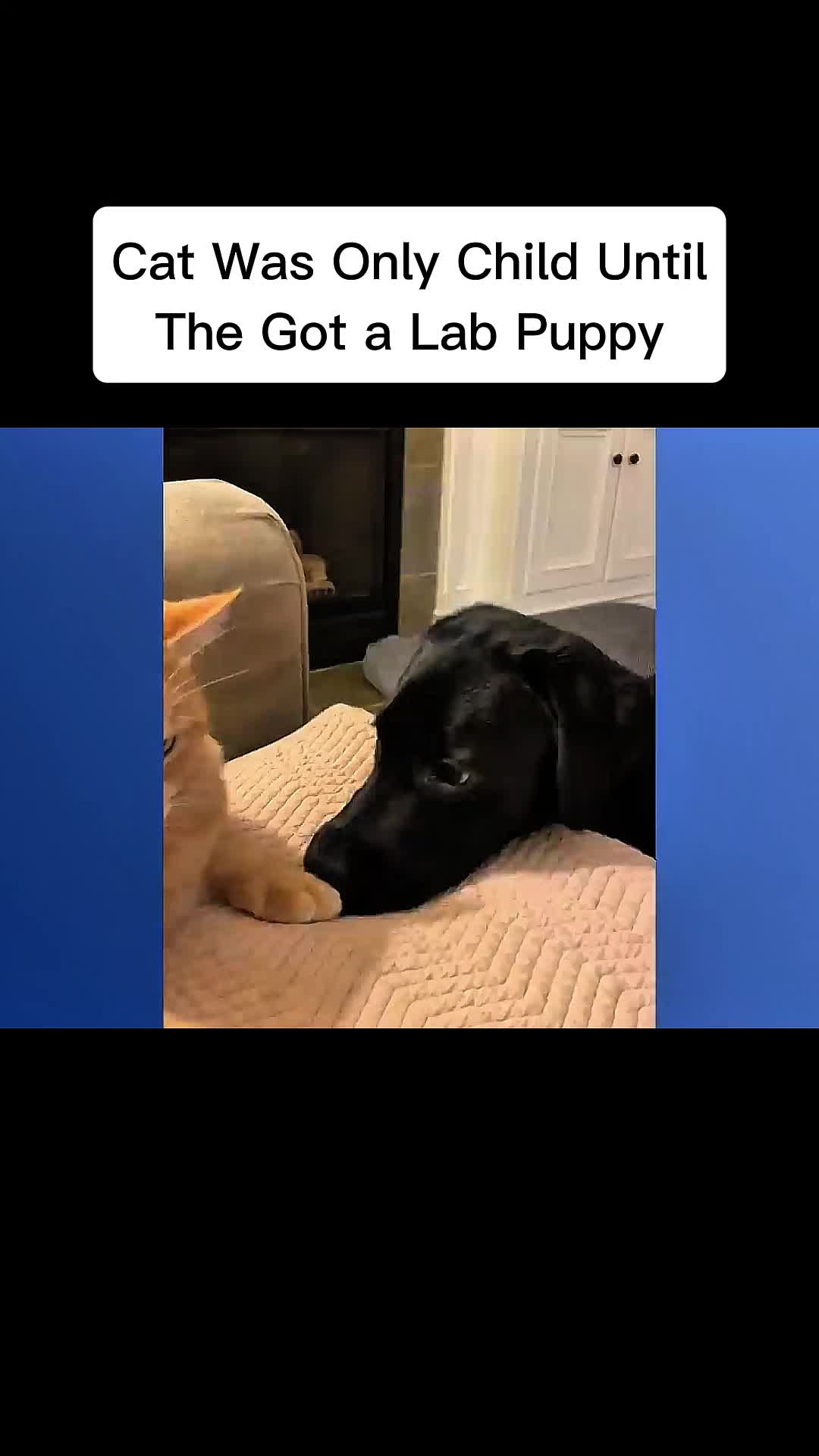 @cddle_buddies_channel