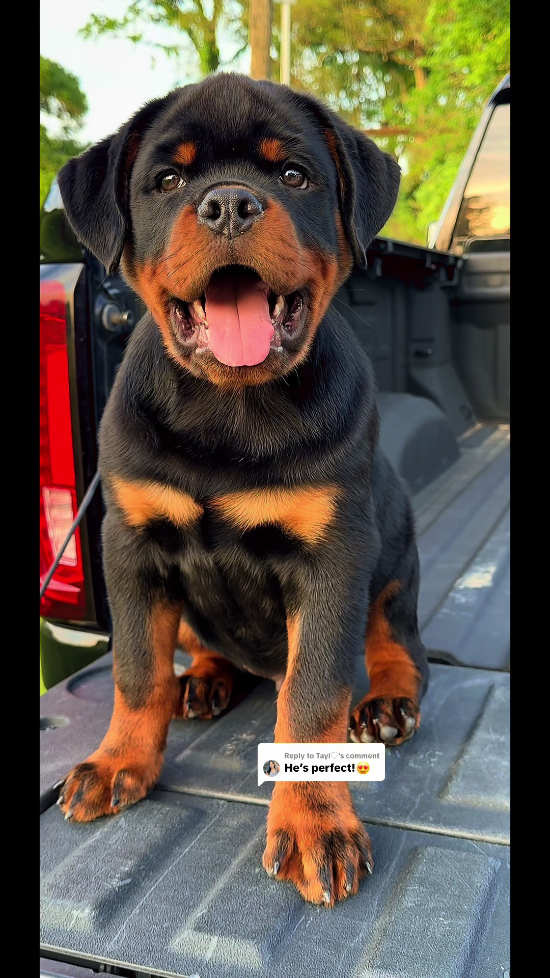 @King Vasko Rottweilers