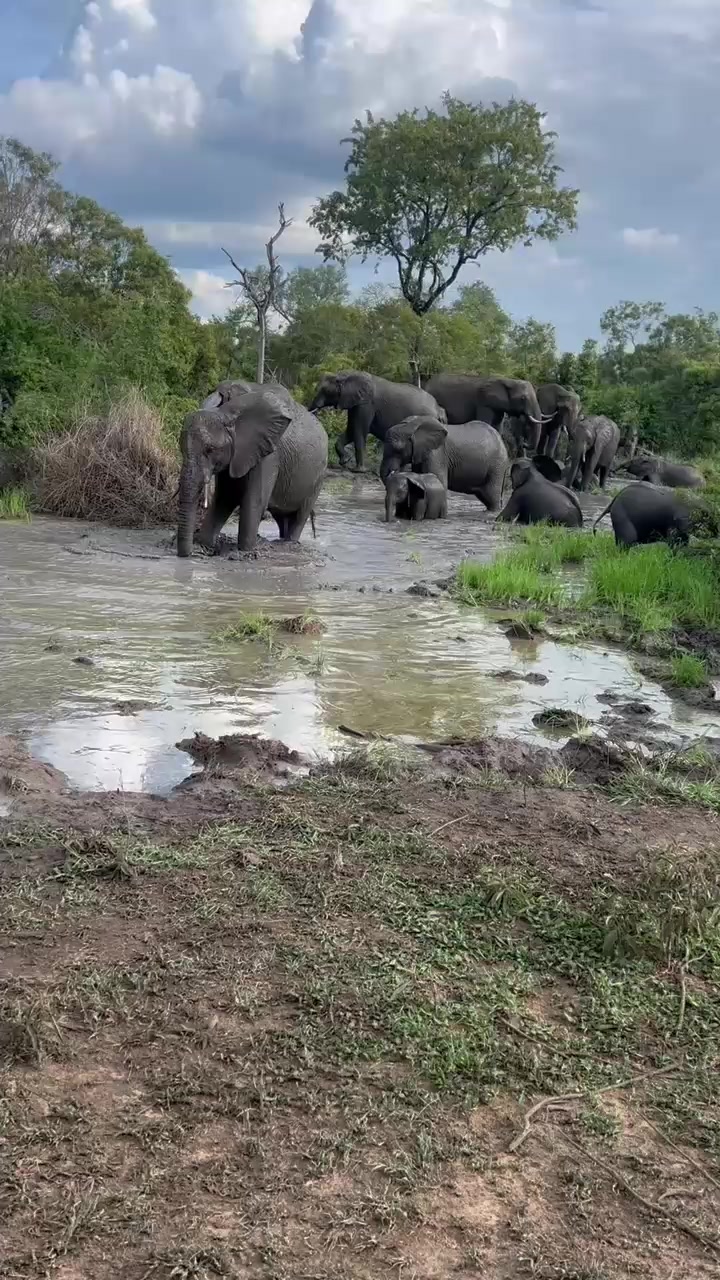 @Thornybush