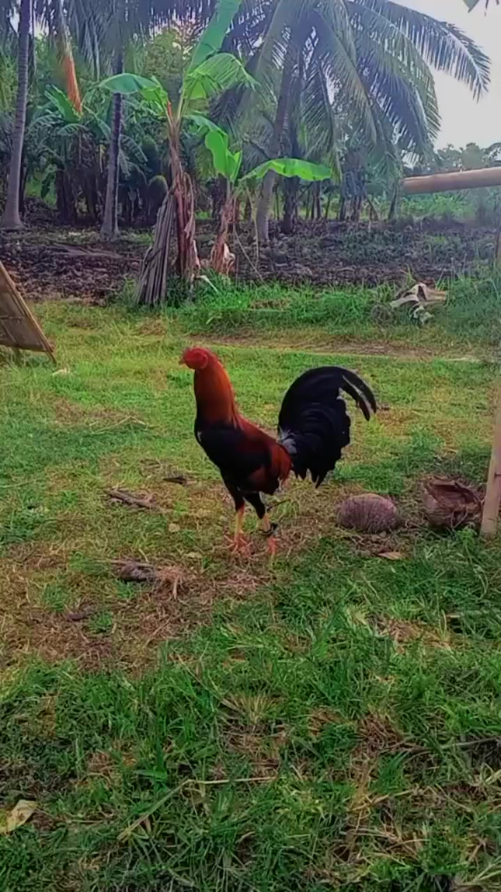@BONALNOKK🐓