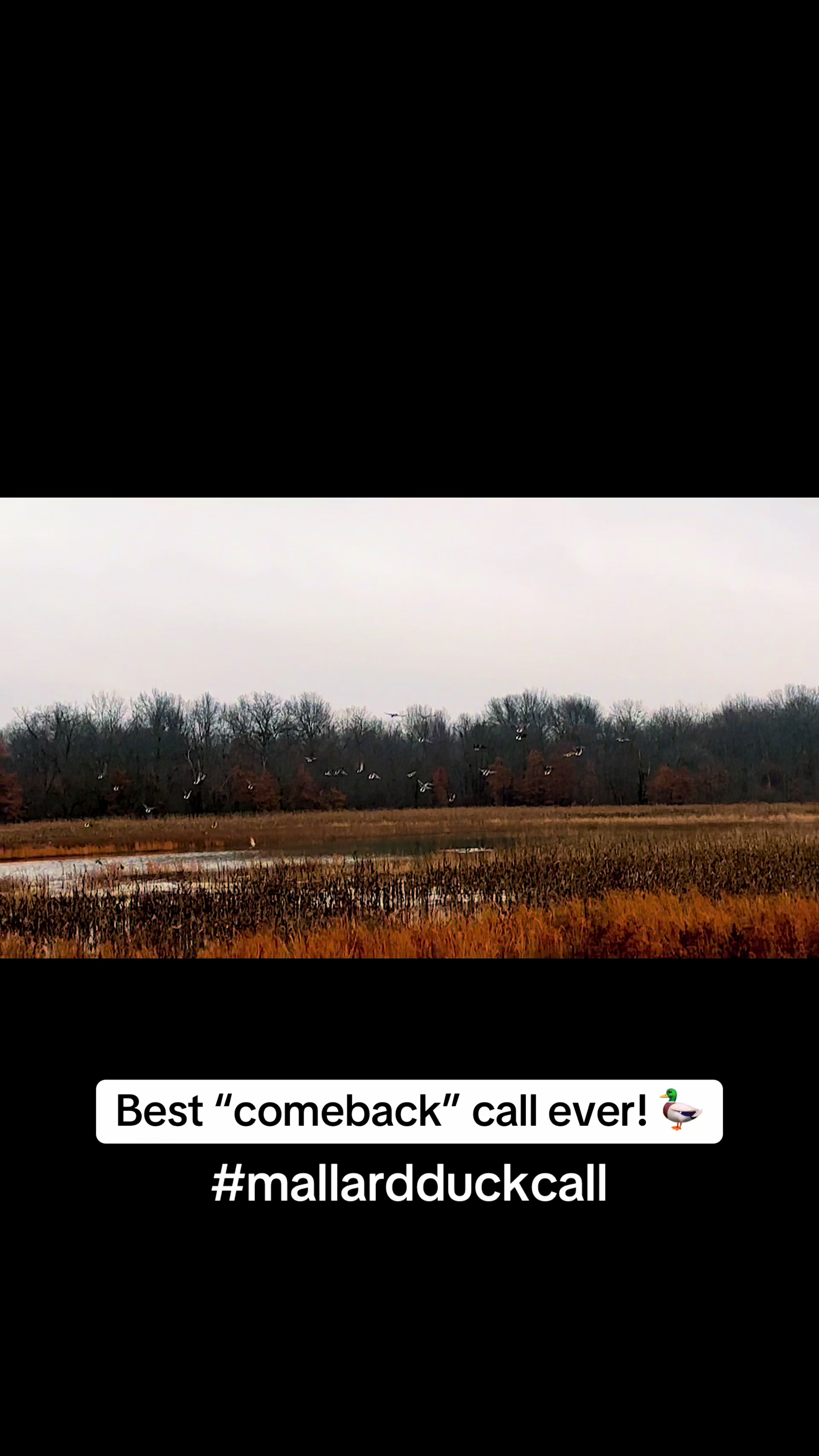 @nickduckman®🦆