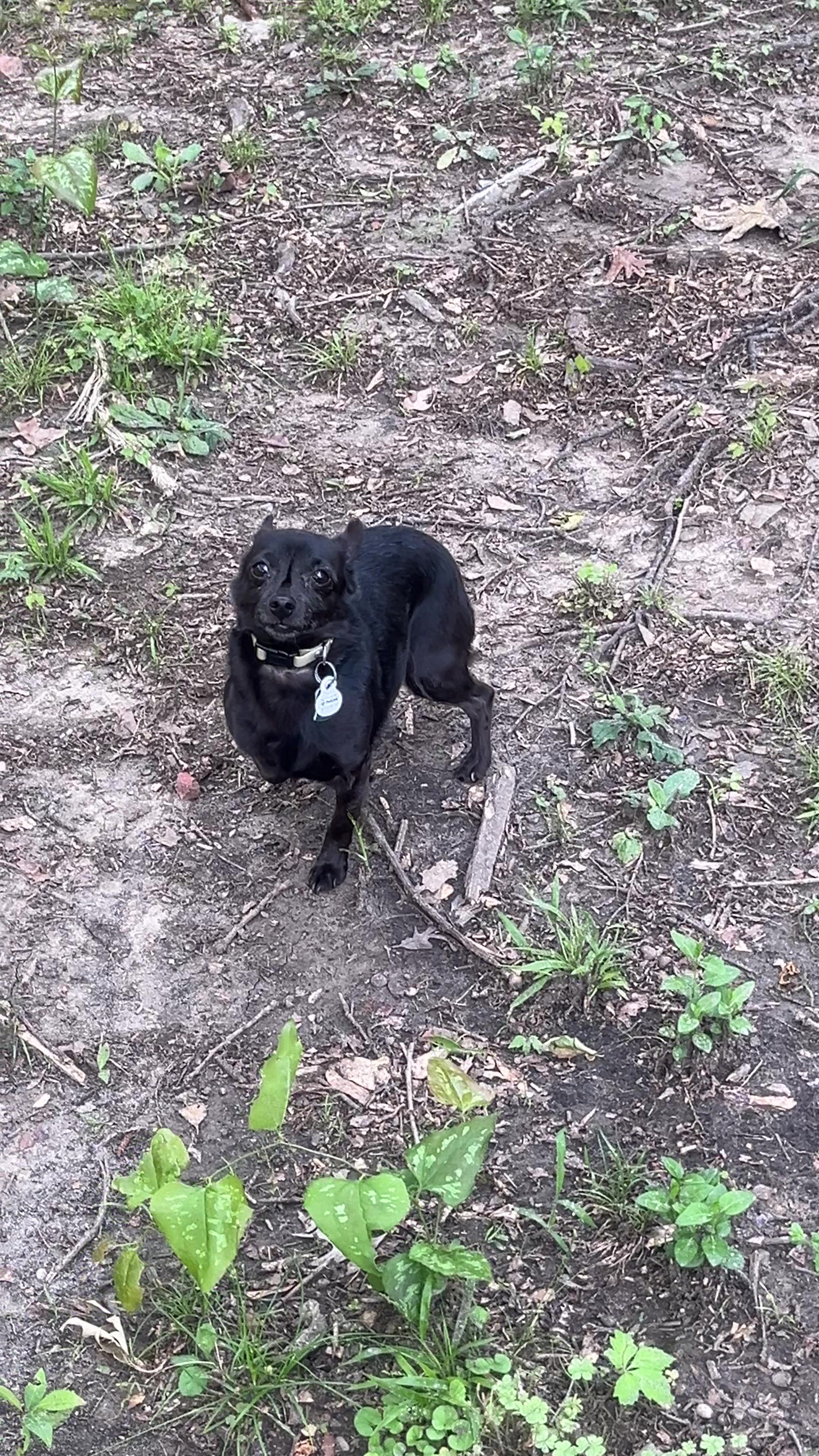 @Blackjack_Chihuahua