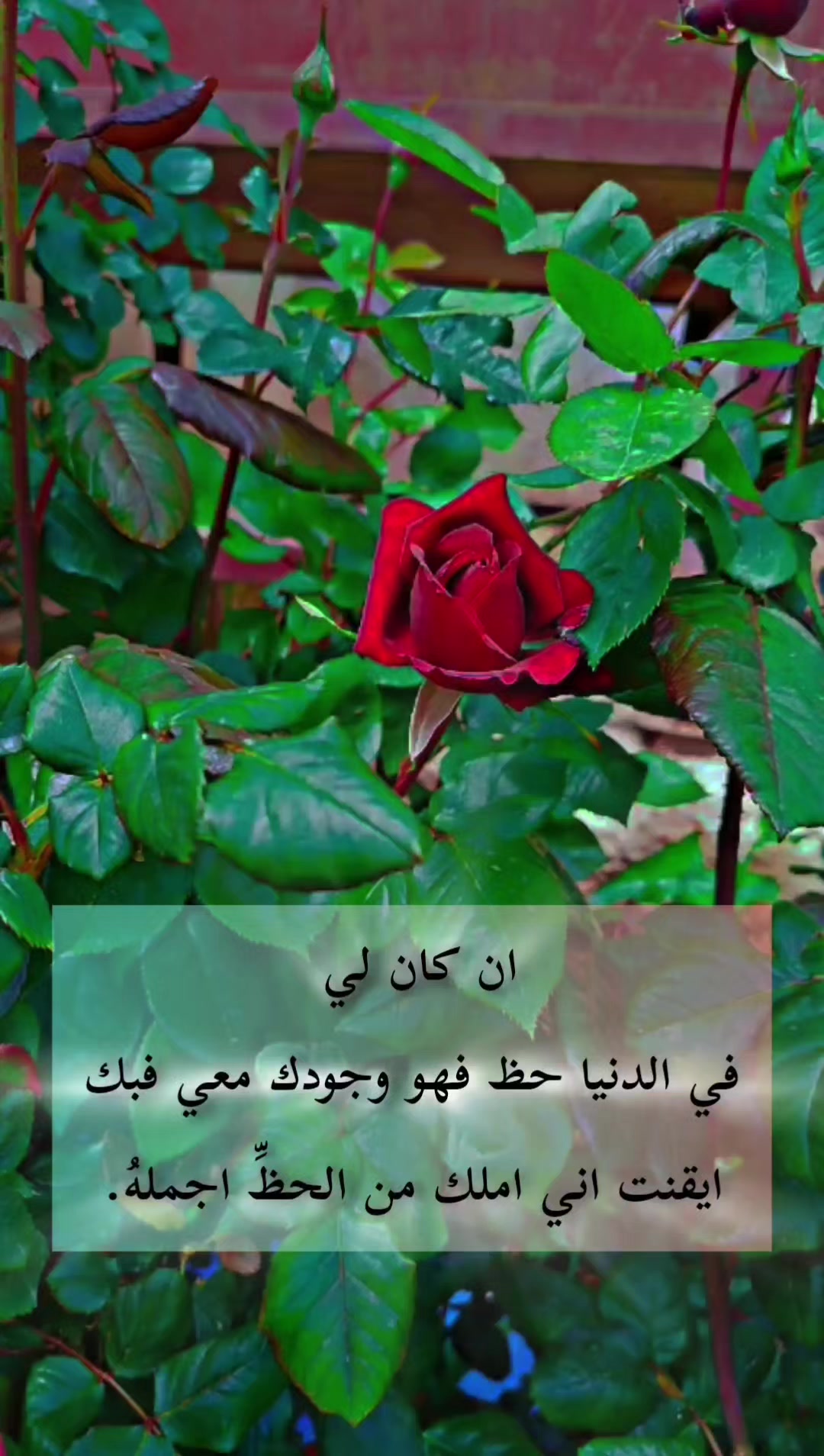 @عبير الورد🧡🍂