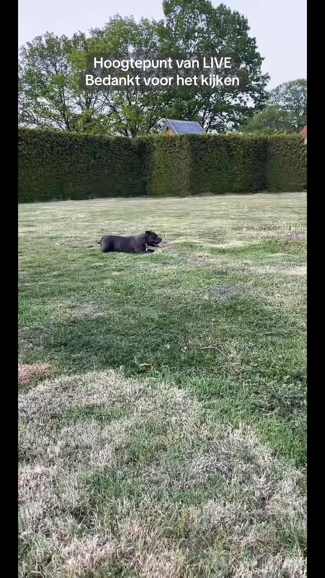 @bigdutchbullykennel