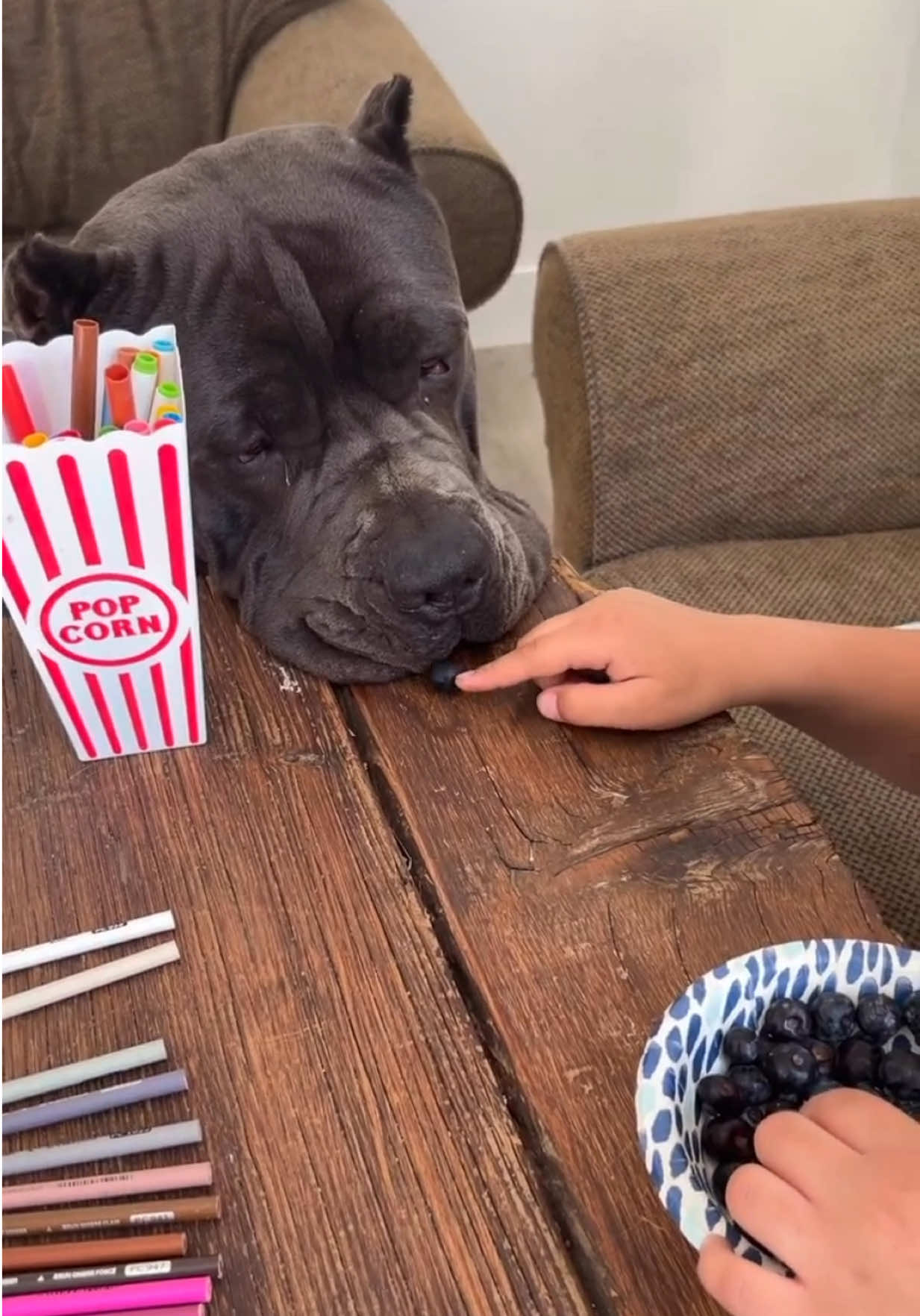 @Alistair the Cane Corso