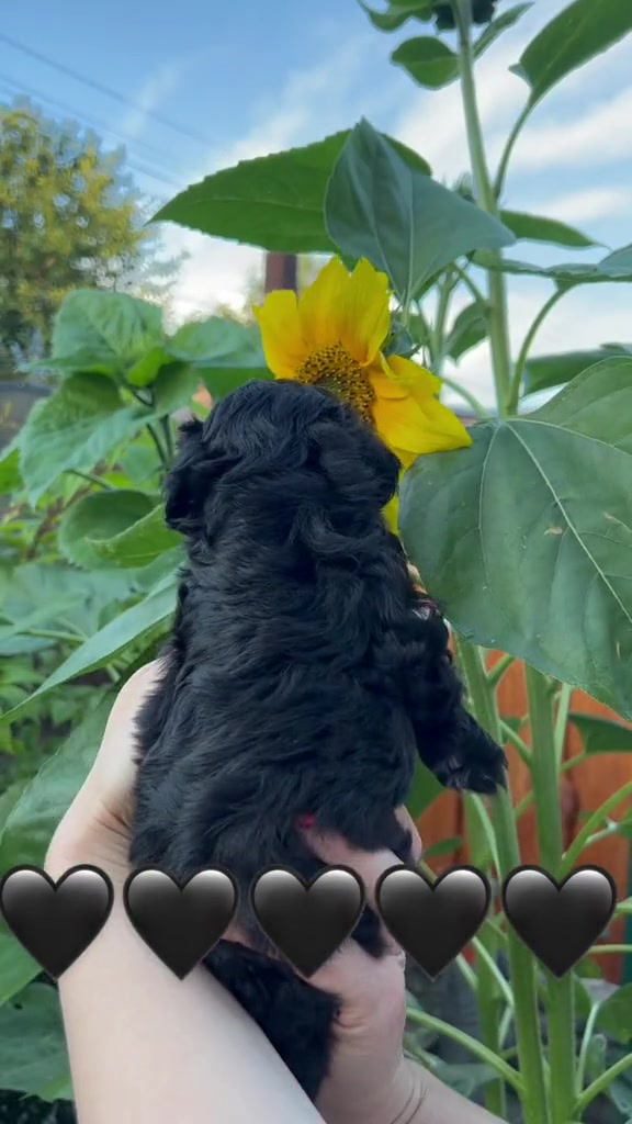 @Puppy’s Maltipoo Kiev