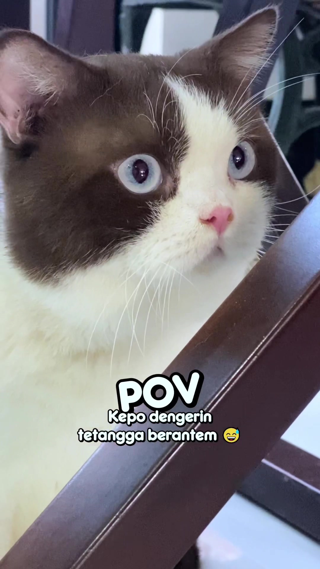 @dutchthebritishcat