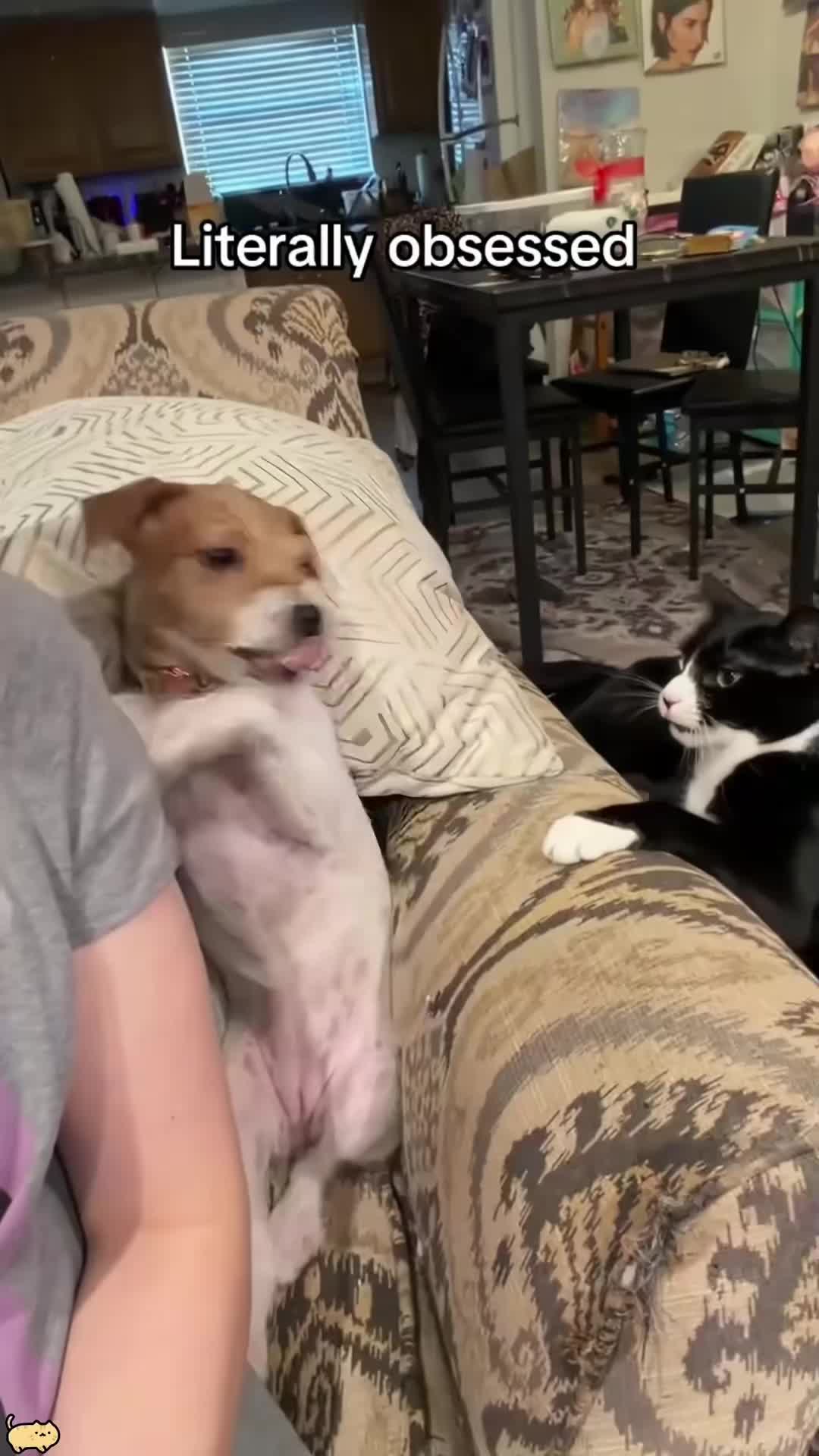 @Cute Pets TV