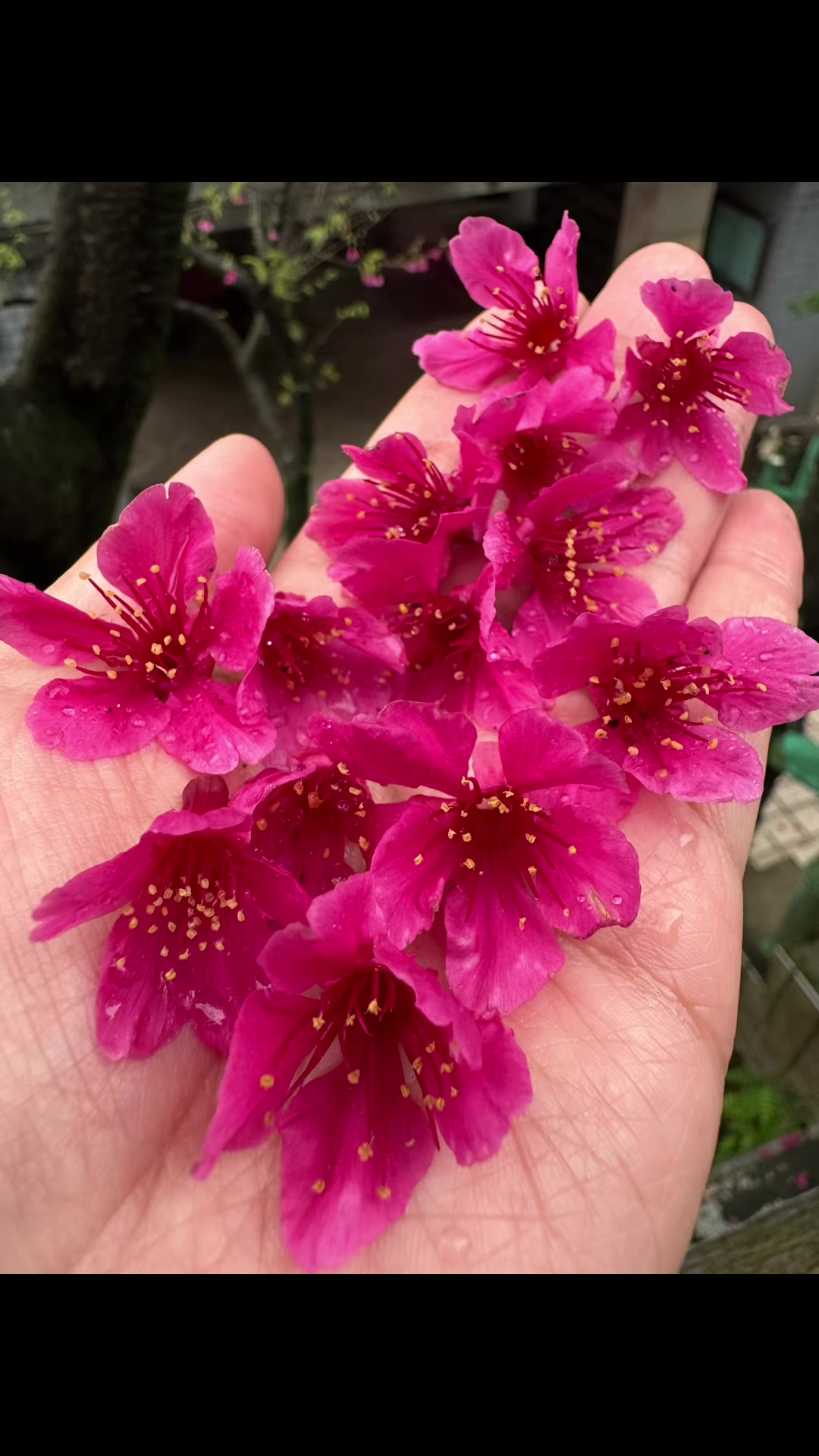 @🪸珊瑚公主🪸👑⭐曉雅寶兒🍀