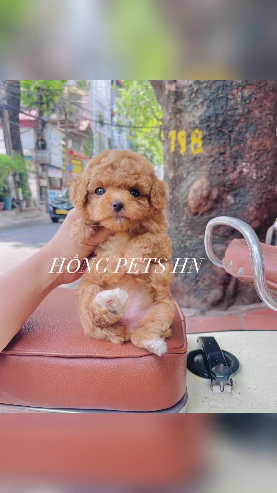 @THẾ GIỚI CH&Oacute; M&Egrave;O XINH😘