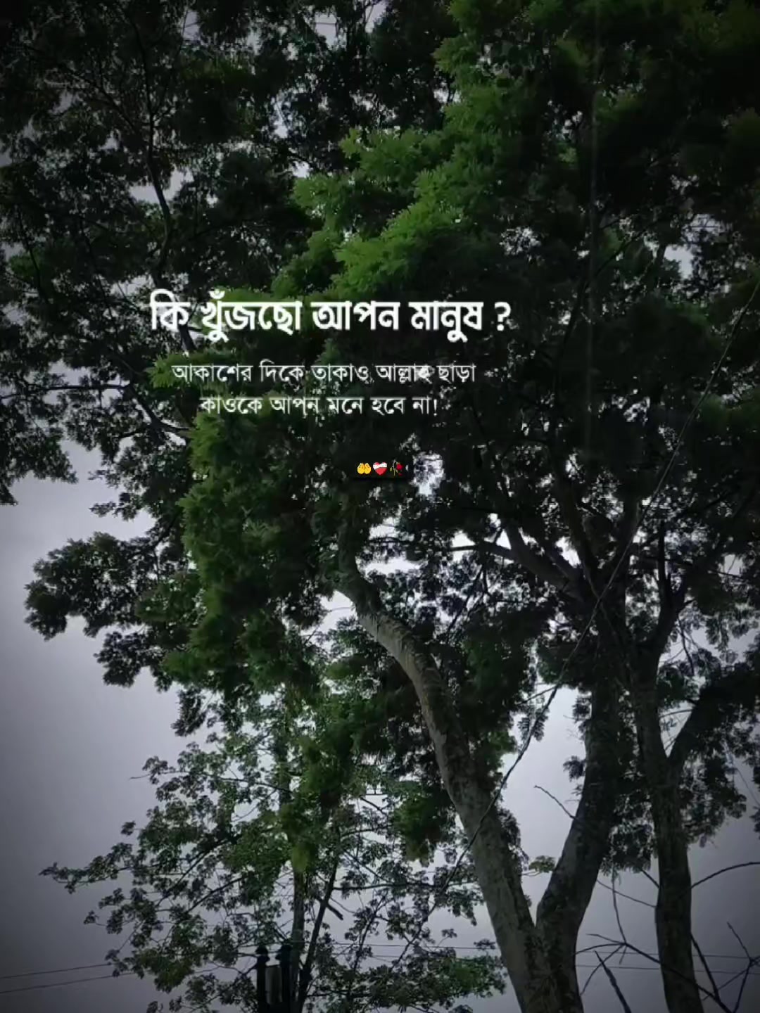 @মিষ্টি কাপোল