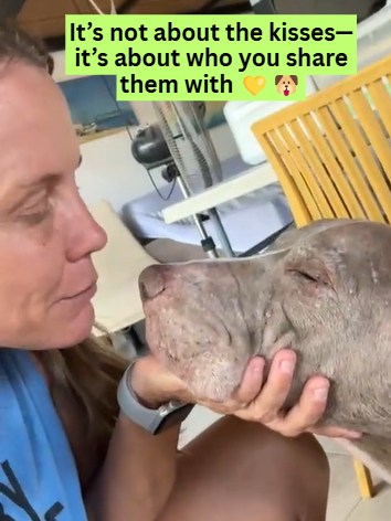 @A Dogs New Life