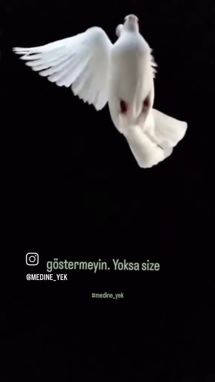 @ALi Can