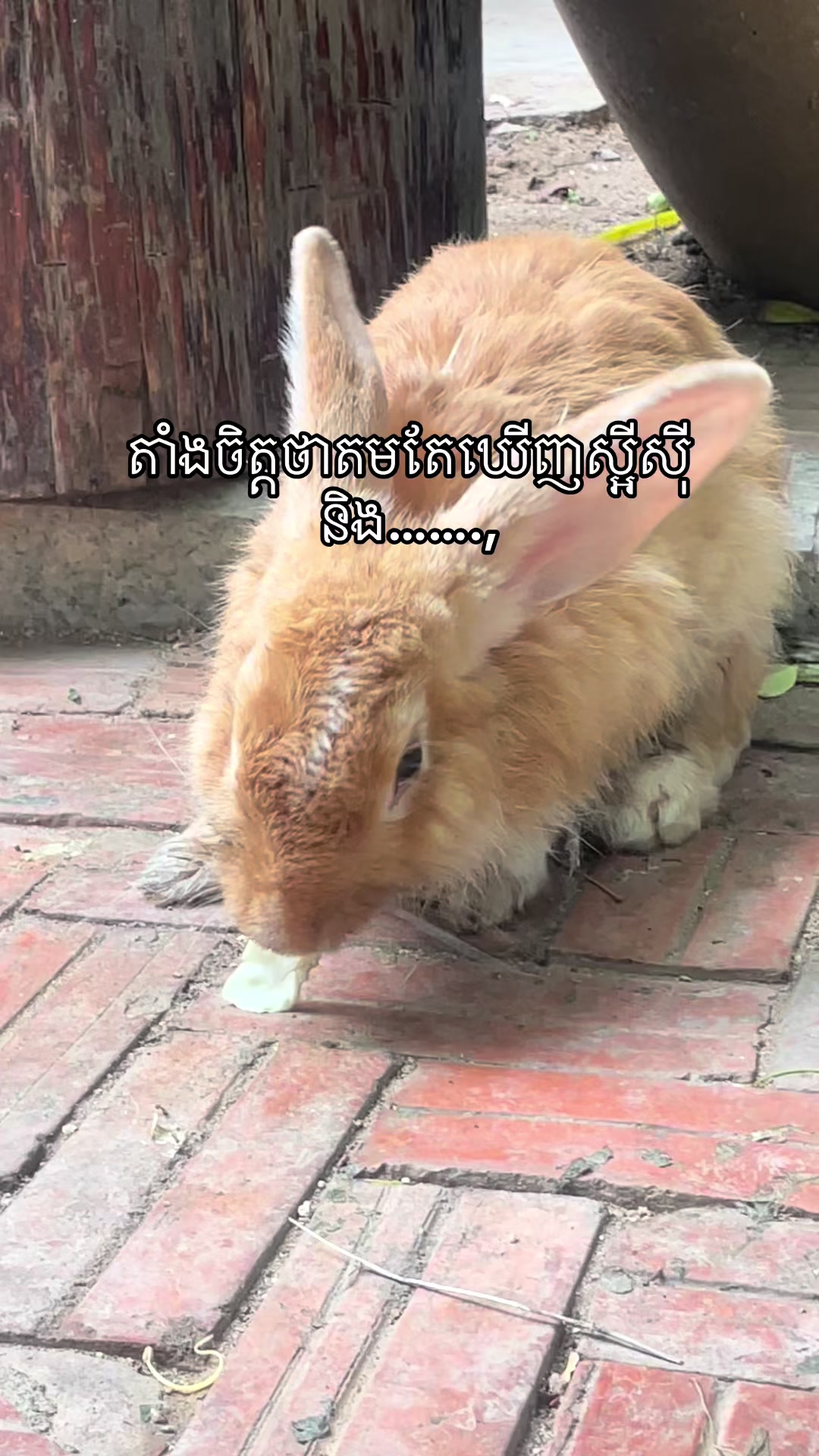 @សួនកាហ្វេ Garden Coffee