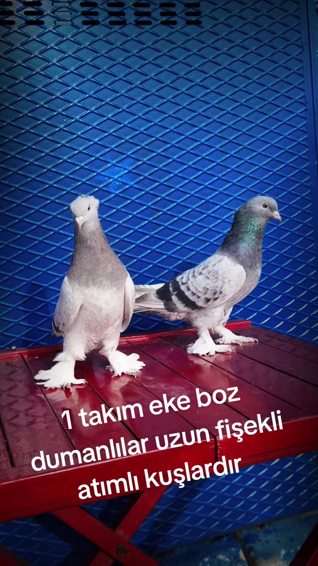 @huseyinsagir