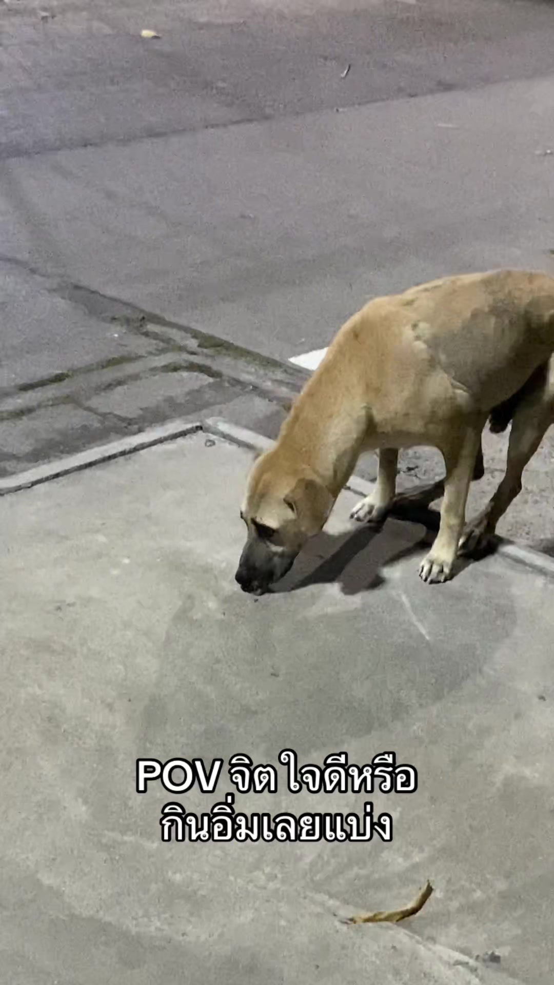 @แซนด์นลินเฟรน