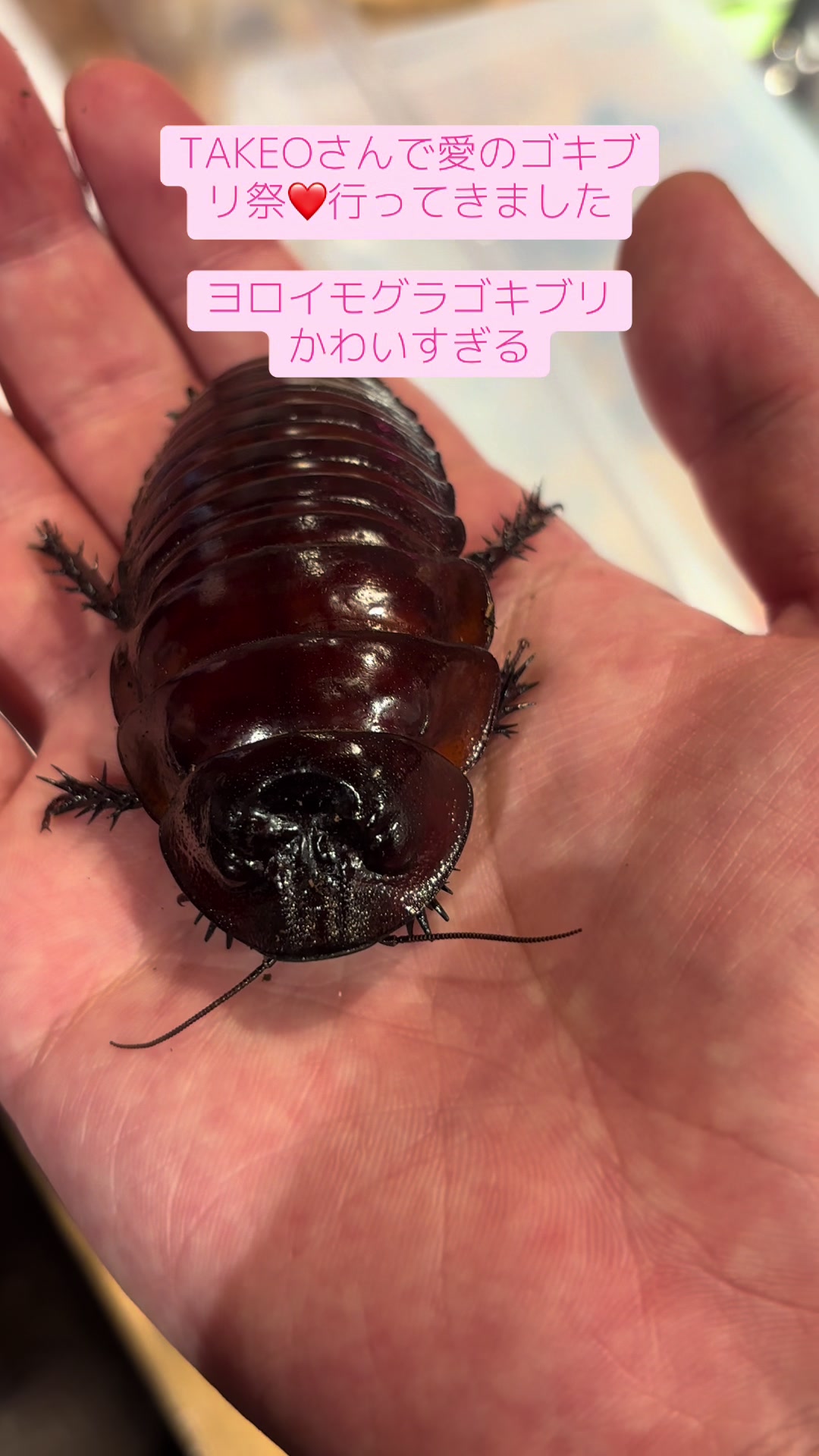 @夜田わけい